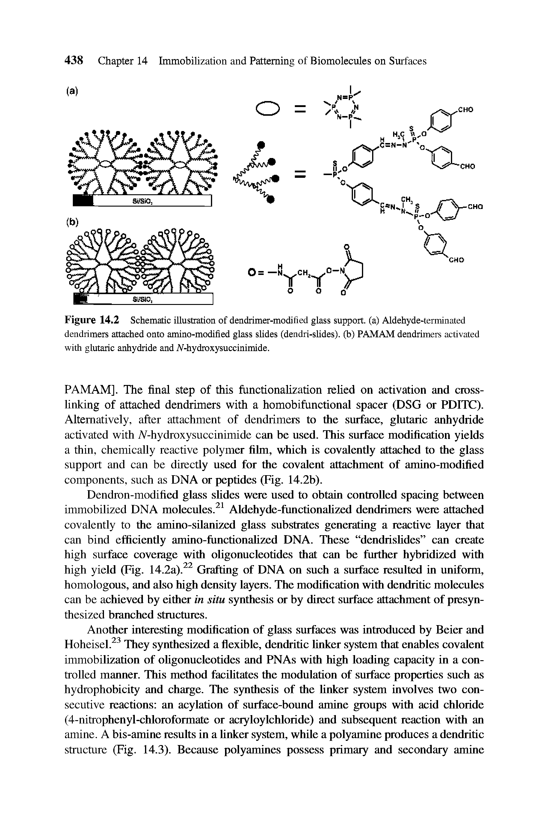 Figure 14.2 Schematic illustration of dendrimer-modified glass support, (a) Aldehyde-terminated dendrimers attached onto amino-modified glass slides (dendri-slides). (b) PAMAM dendrimers activated with glutaric anhydride and IV-hydroxysuccinimide.