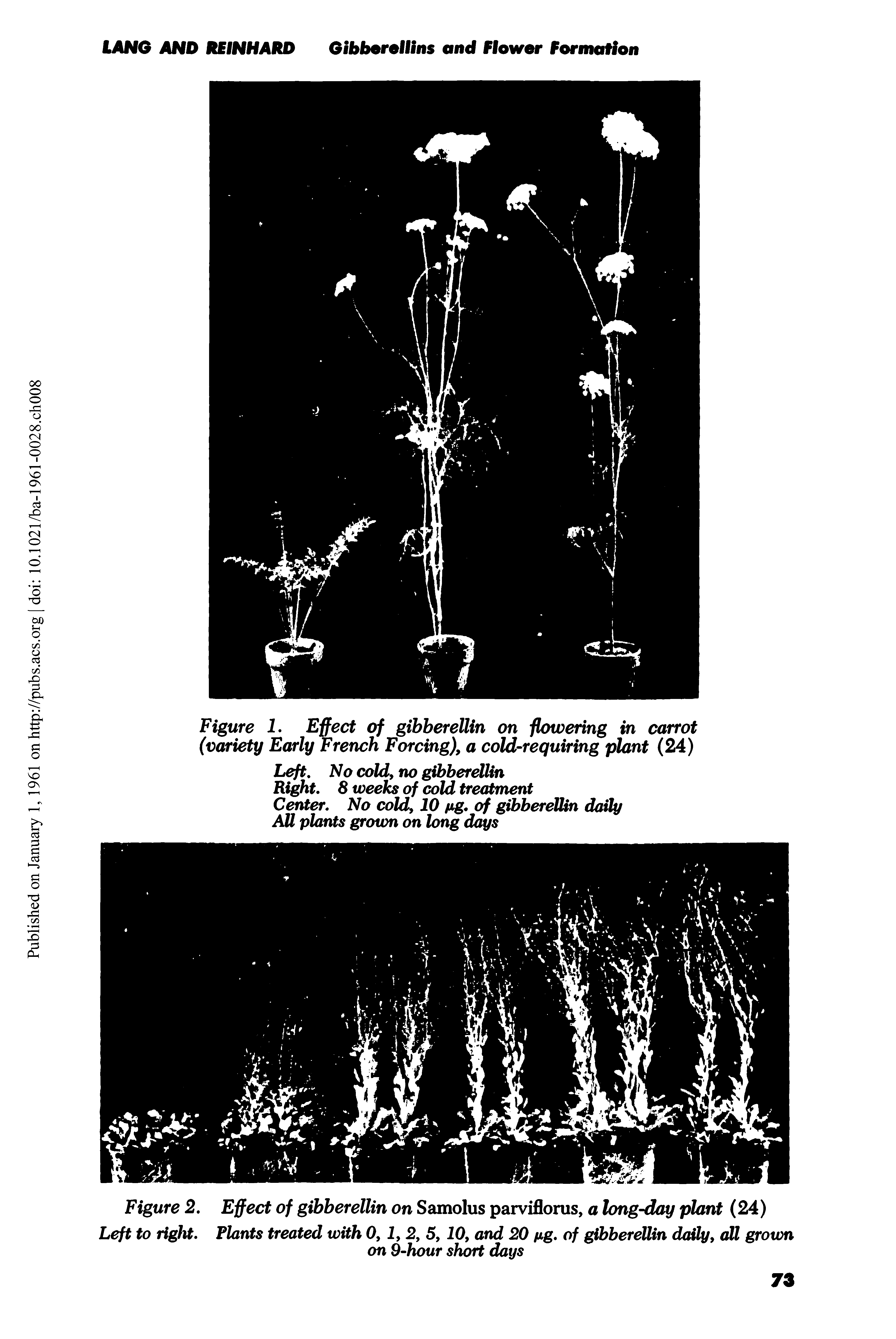 Figure 2. Effect of gibberellin on Samolus parviflorus, a long-day plant (24)...
