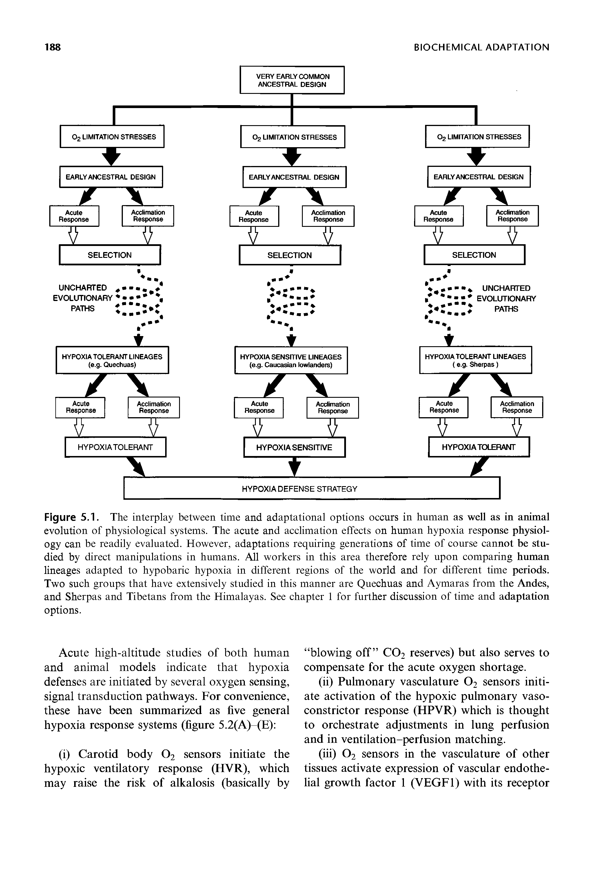 Figure 5.1. The interplay between time and adaptational options occurs in human as well as in animal evolution of physiological systems. The acute and acclimation effects on human hypoxia response physiology can be readily evaluated. However, adaptations requiring generations of time of course cannot be studied by direct manipulations in humans. All workers in this area therefore rely upon comparing human lineages adapted to hypobaric hypoxia in different regions of the world and for different time periods. Two such groups that have extensively studied in this manner are Quechuas and Aymaras from the Andes, and Sherpas and Tibetans from the Himalayas. See chapter 1 for further discussion of time and adaptation options.