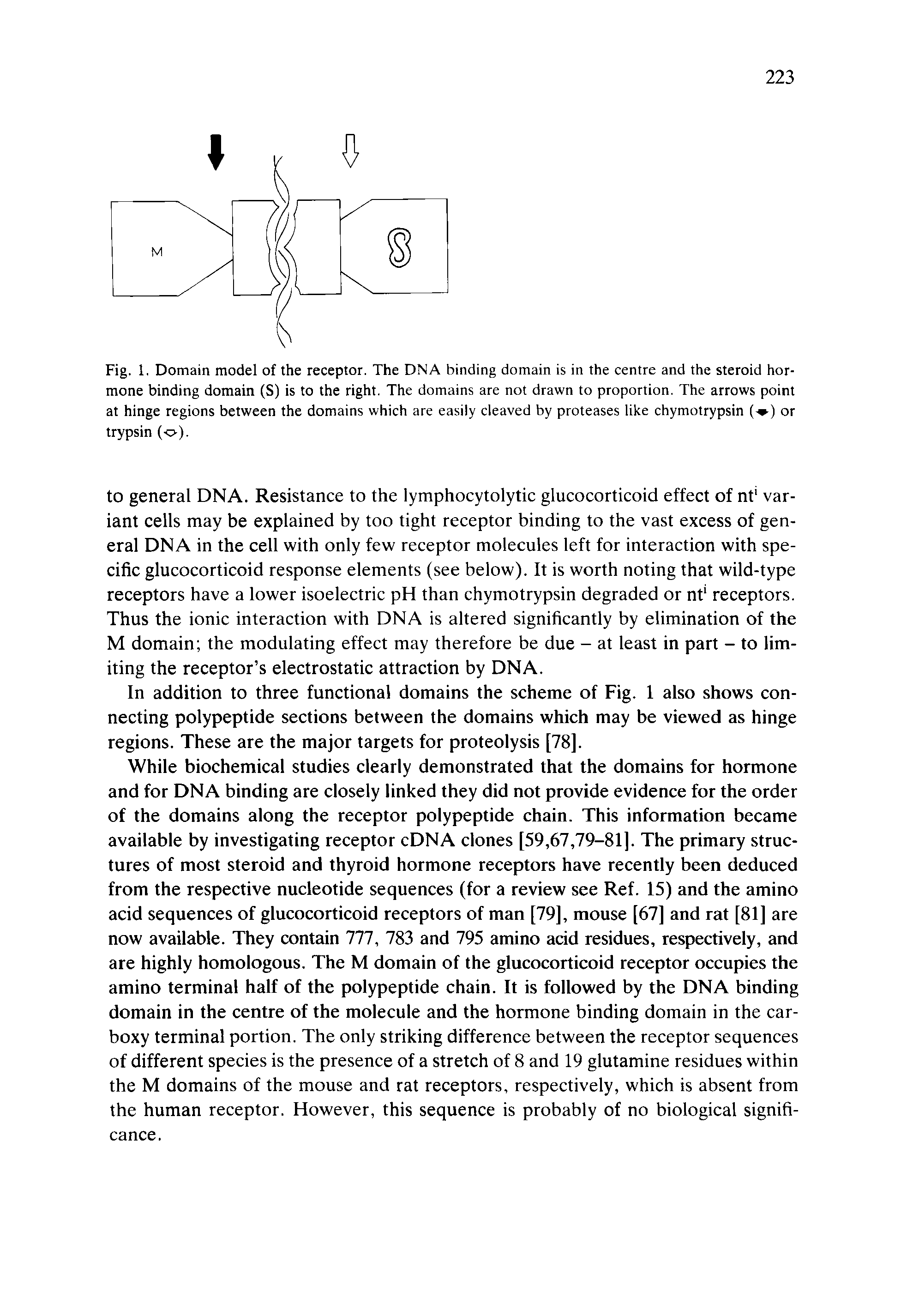 Fig. 1. Domain model of the receptor. The DNA binding domain is in the centre and the steroid hormone binding domain (S) is to the right. The domains are not drawn to proportion. The arrows point at hinge regions between the domains which are easily cleaved by proteases like chymotrypsin ( ) or trypsin (o).