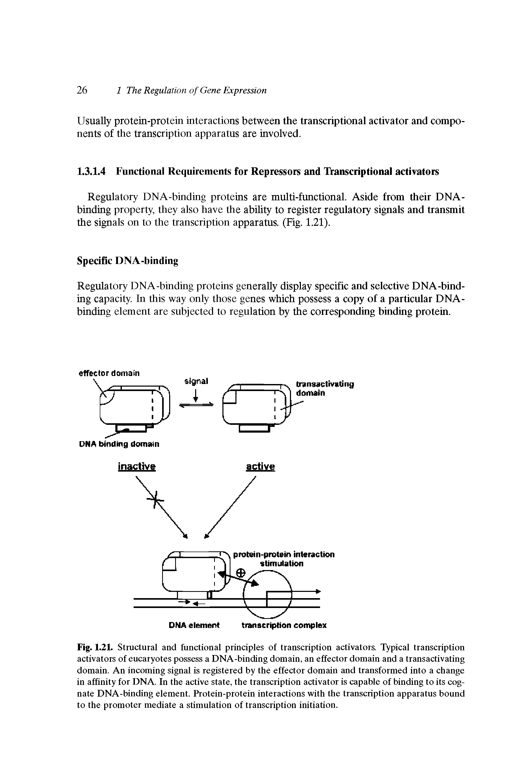 Fig. 1.21. Structural and functional principles of transcription activators. Typical transcription activators of encaryotes possess a DNA-binding domain, an effector domain and a transactivating domain. An incoming signal is registered by the effector domain and transformed into a change in affinity for DNA. In the active state, the transcription activator is capable of binding to its cognate DNA-binding element. Protein-protein interactions with the transcription apparatus bound to the promoter mediate a stimnlation of transcription initiation.