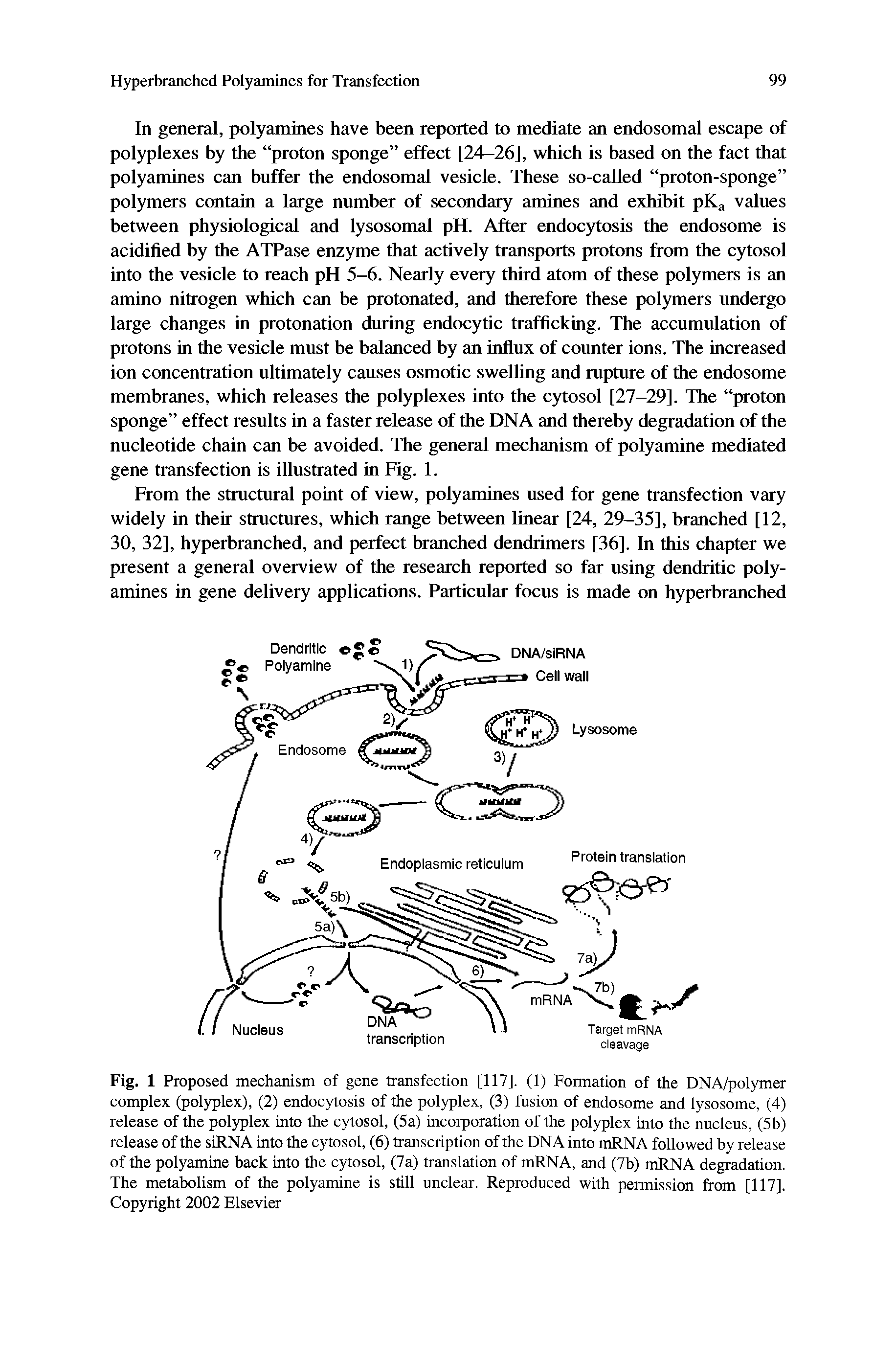 Fig. 1 Proposed mechanism of gene transfection [117]. (1) Formation of the DNA/polymer complex (polyplex), (2) endocytosis of the polyplex, (3) fusion of endosome and lysosome, (4) release of the polyplex into the cytosol, (5a) incorporation of the polyplex into the nucleus, (5b) release of the siRNA into the cytosol, (6) transcription of the DNA into mRNA followed by release of the polyamine back into the cytosol, (7a) translation of mRNA, and (7b) mRNA degradation. The metabolism of the polyamine is still unclear. Reproduced with permission from [117]. Copyright 2002 Elsevier...