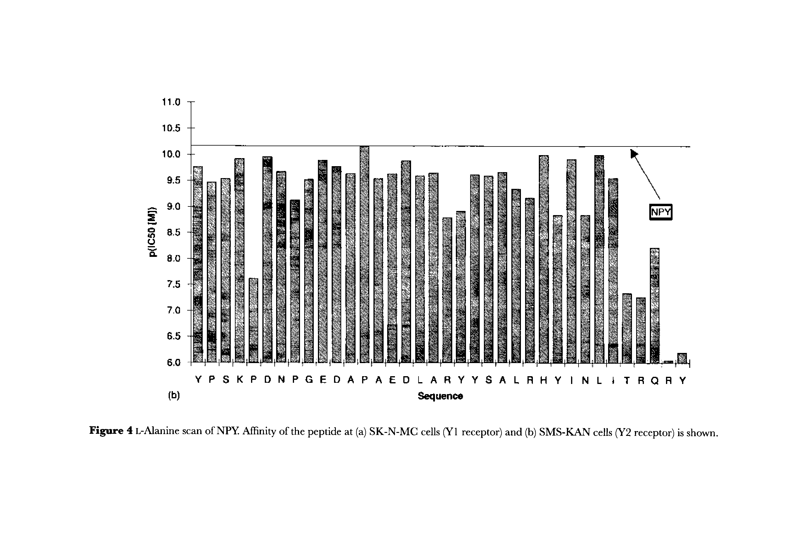 Figure 4 L-Alanine scan of NPY. Affinity of the peptide at (a) SK-N-MC cells (Y1 receptor) and (b) SMS-KAN cells (Y2 receptor) is shown.