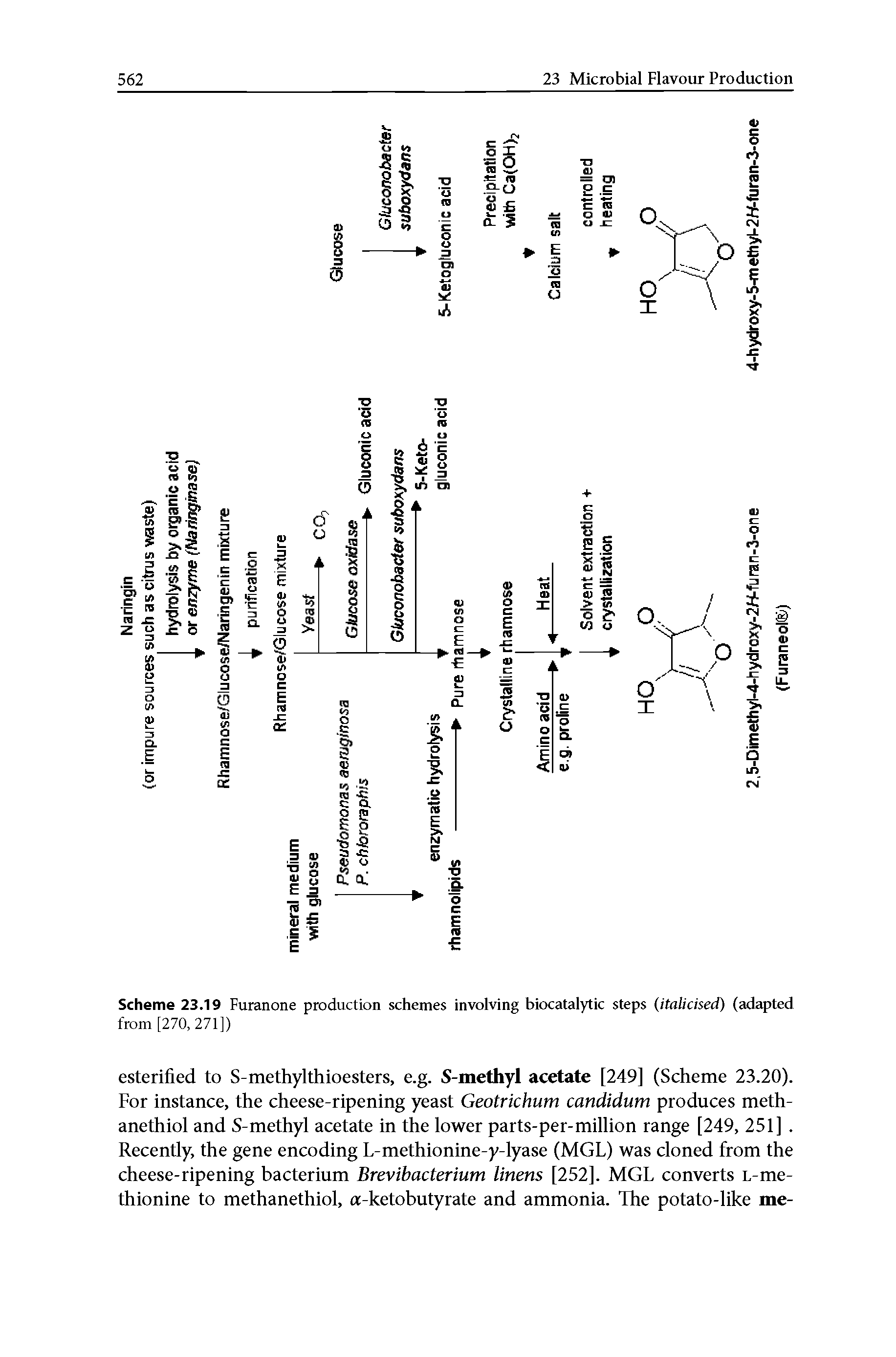 Scheme 23.19 Furanone production schemes involving biocatalytic steps (italicised) (adapted from [270,271])...