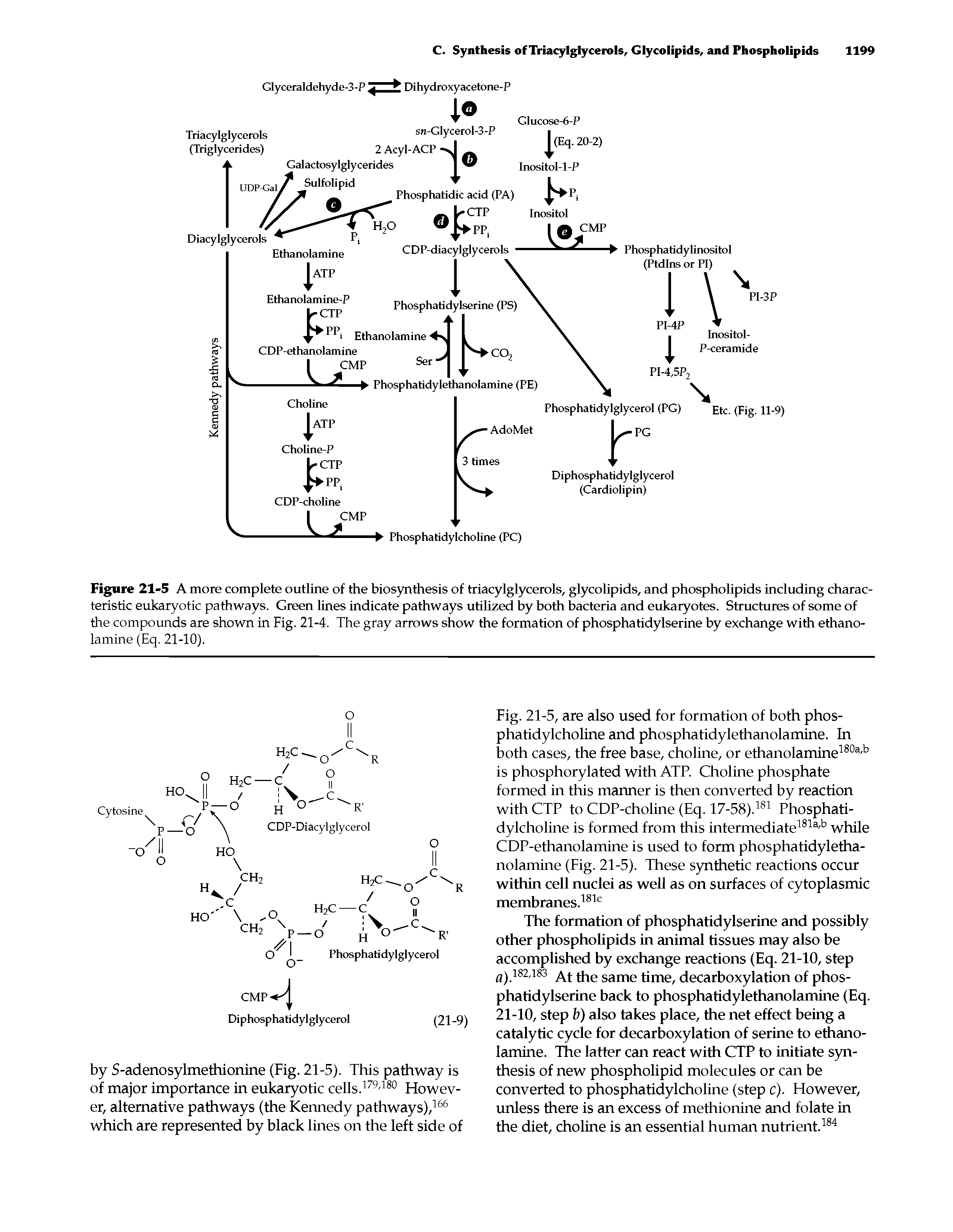 Fig. 21-5, are also used for formation of both phosphatidylcholine and phosphatidylethanolamine. In both cases, the free base, choline, or ethanolamine is phosphorylated with ATP. Choline phosphate formed in this manner is then converted by reaction with CTP to CDP-choline (Eq. 17-58). Phosphatidylcholine is formed from this intermediate while CDP-ethanolamine is used to form phosphatidylethanolamine (Fig. 21-5). These S5mthetic reactions occur within cell nuclei as well as on surfaces of cytoplasmic membranes. ...