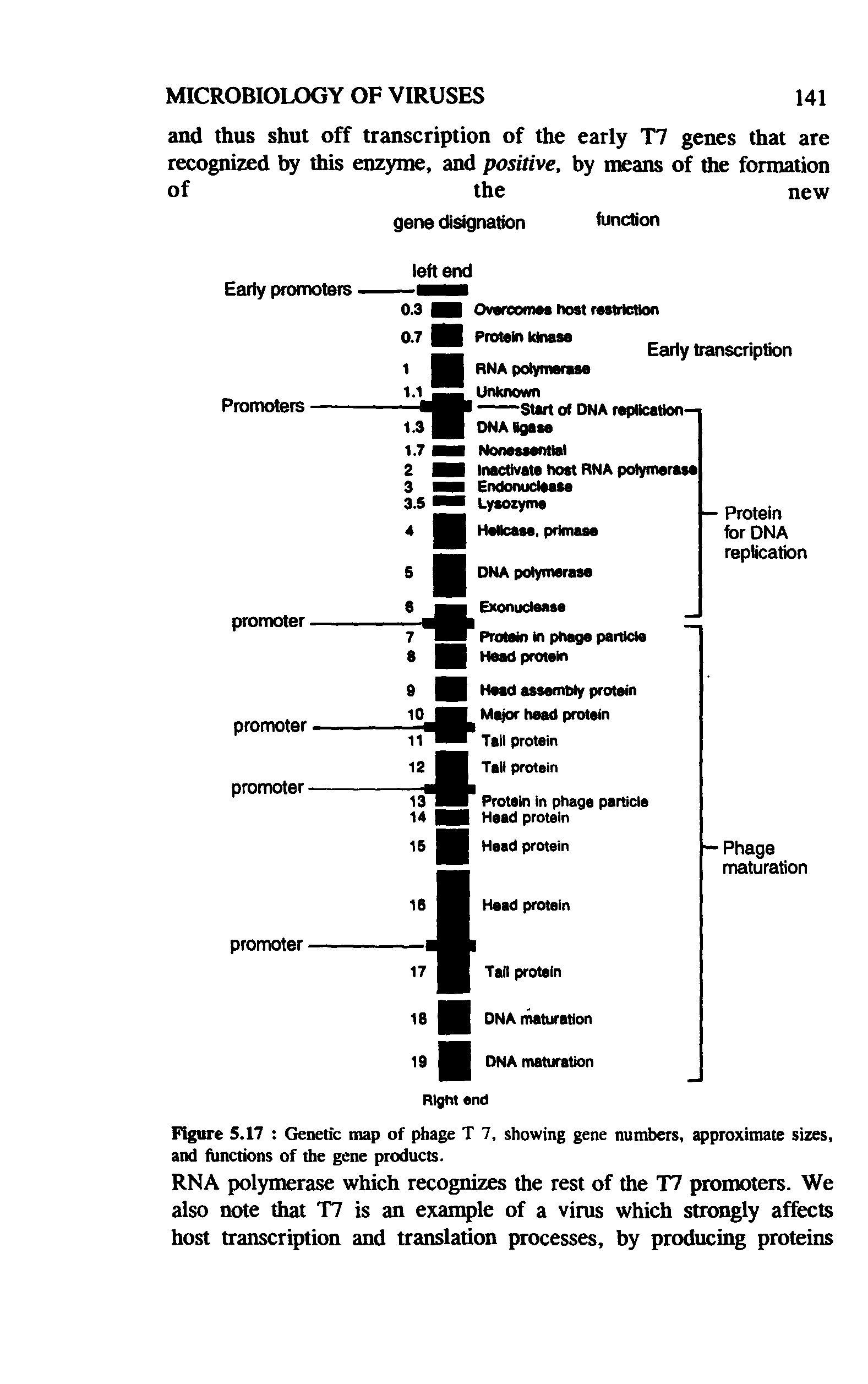 Figure 5.17 Genetic map of phage T 7, showing gene numbers, approximate sizes, and functions of the gene products.