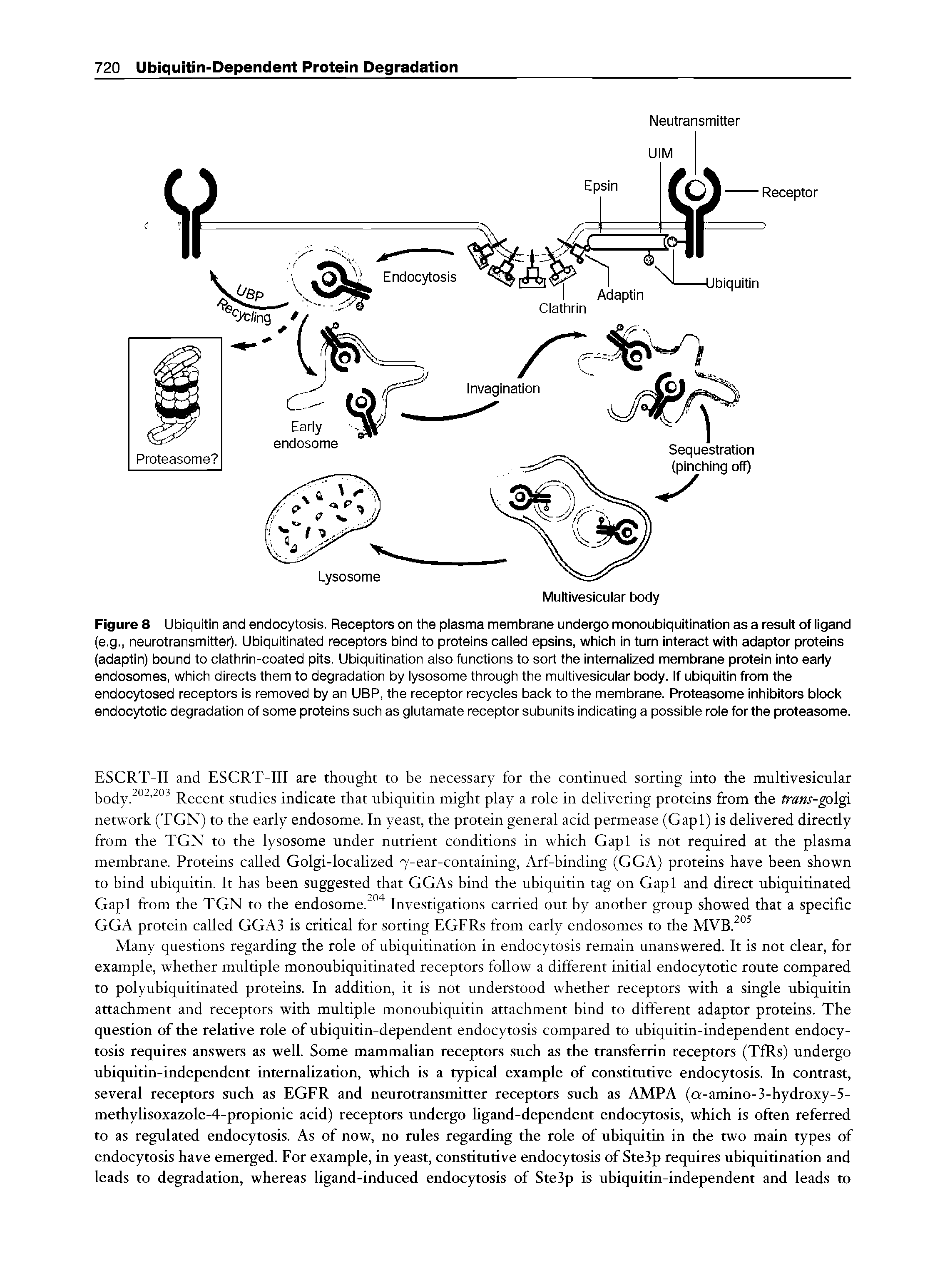 Ubiquitin endocytosis - Big Chemical Encyclopedia