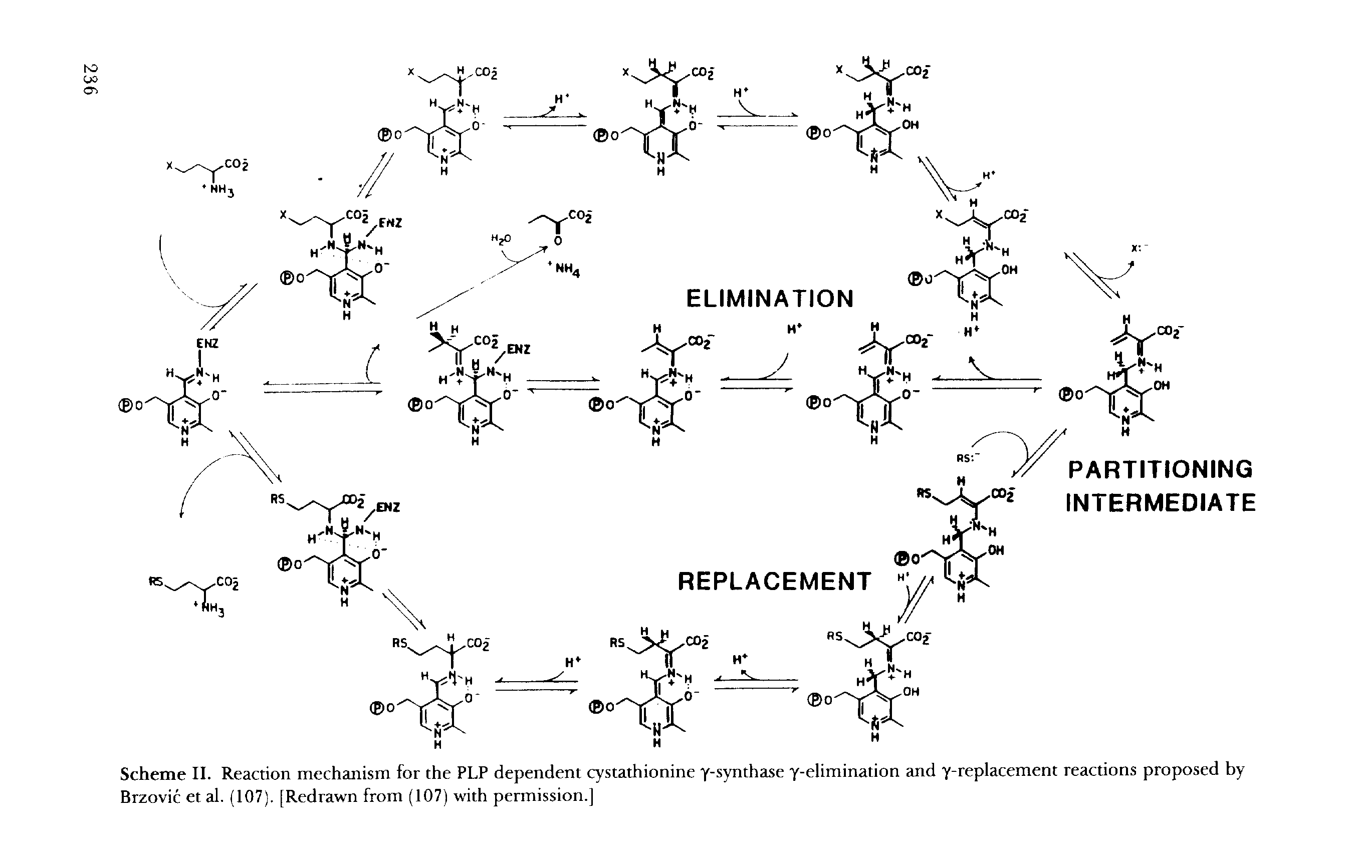 Scheme II. Reaction mechanism for the PLP dependent cystathionine y-synthase y-elimination and y-replacement reactions proposed by Brzovic etal. (107). [Redrawn from (107) with permission.]...