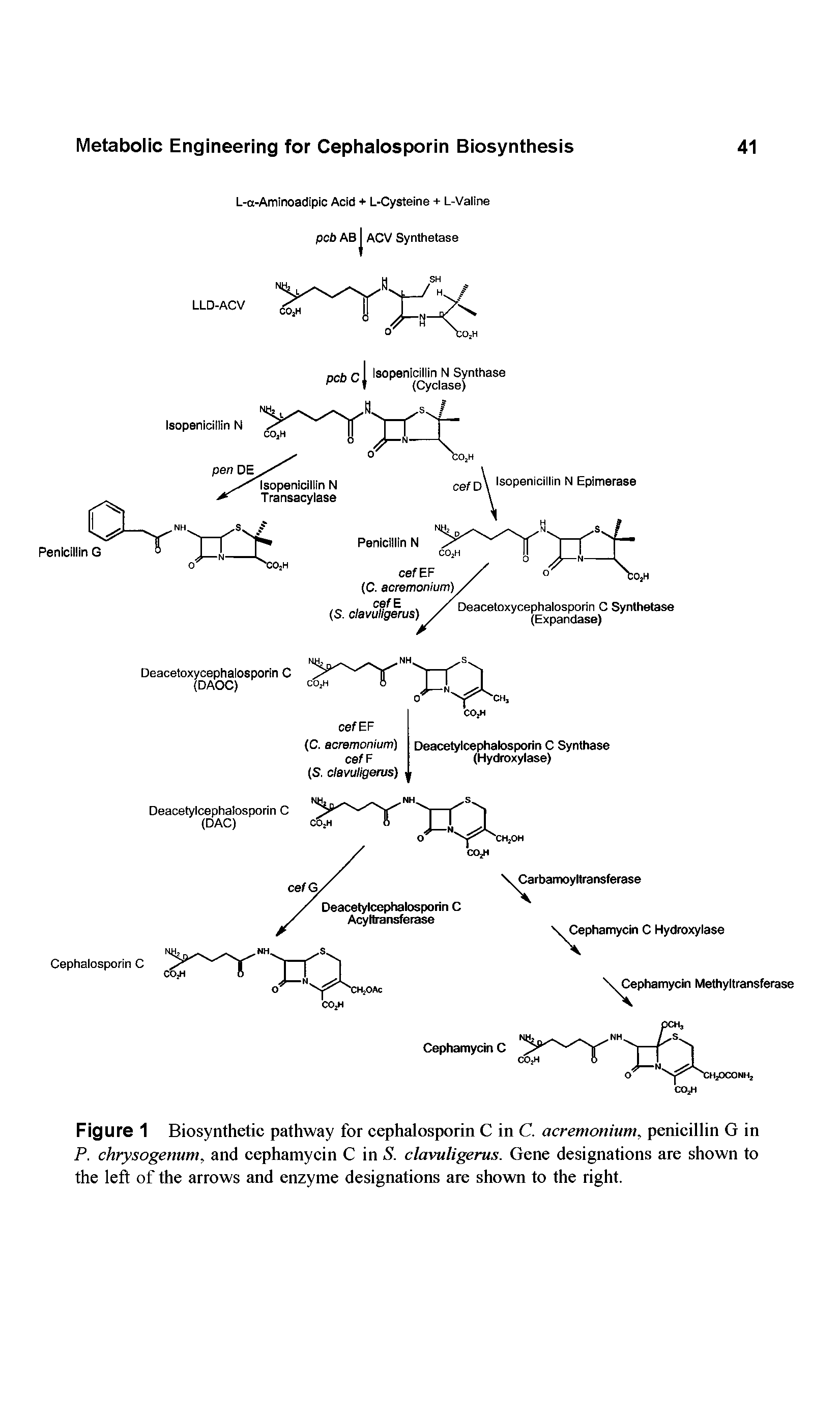 Figure 1 Biosynthetic pathway for cephalosporin C in C. acremonium, penicillin G in P. chrysogenum, and cephamycin C in S. clavuligerus. Gene designations are shown to the left of the arrows and enzyme designations are shown to the right.