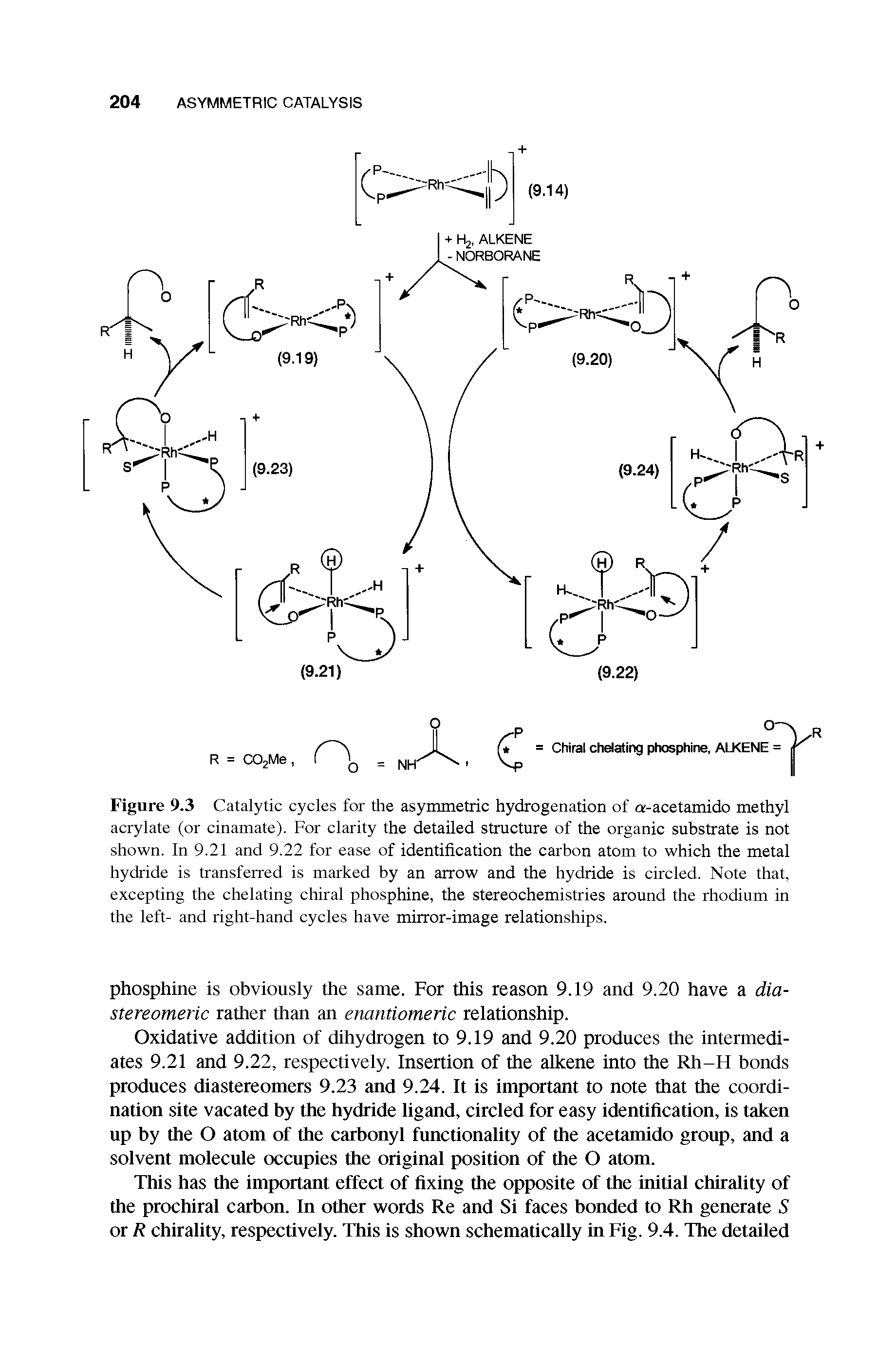 Figure 9.3 Catalytic cycles for the asymmetric hydrogenation of a-acetamido methyl acrylate (or cinamate). For clarity the detailed structure of the organic substrate is not shown. In 9.21 and 9.22 for ease of identification the carbon atom to which the metal hydride is transferred is marked by an arrow and the hydride is circled. Note that, excepting the chelating chiral phosphine, the stereochemistries around the rhodium in the left- and right-hand cycles have mirror-image relationships.