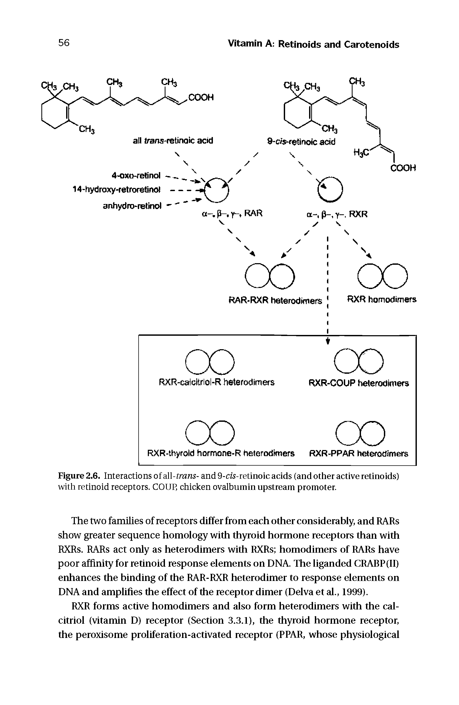 Figure 2.6. Interactions of all-trans- and 9-cis-retinoic acids (and other active retinoids) with retinoid receptors. COUP, chicken ovaibumin upstream promoter.