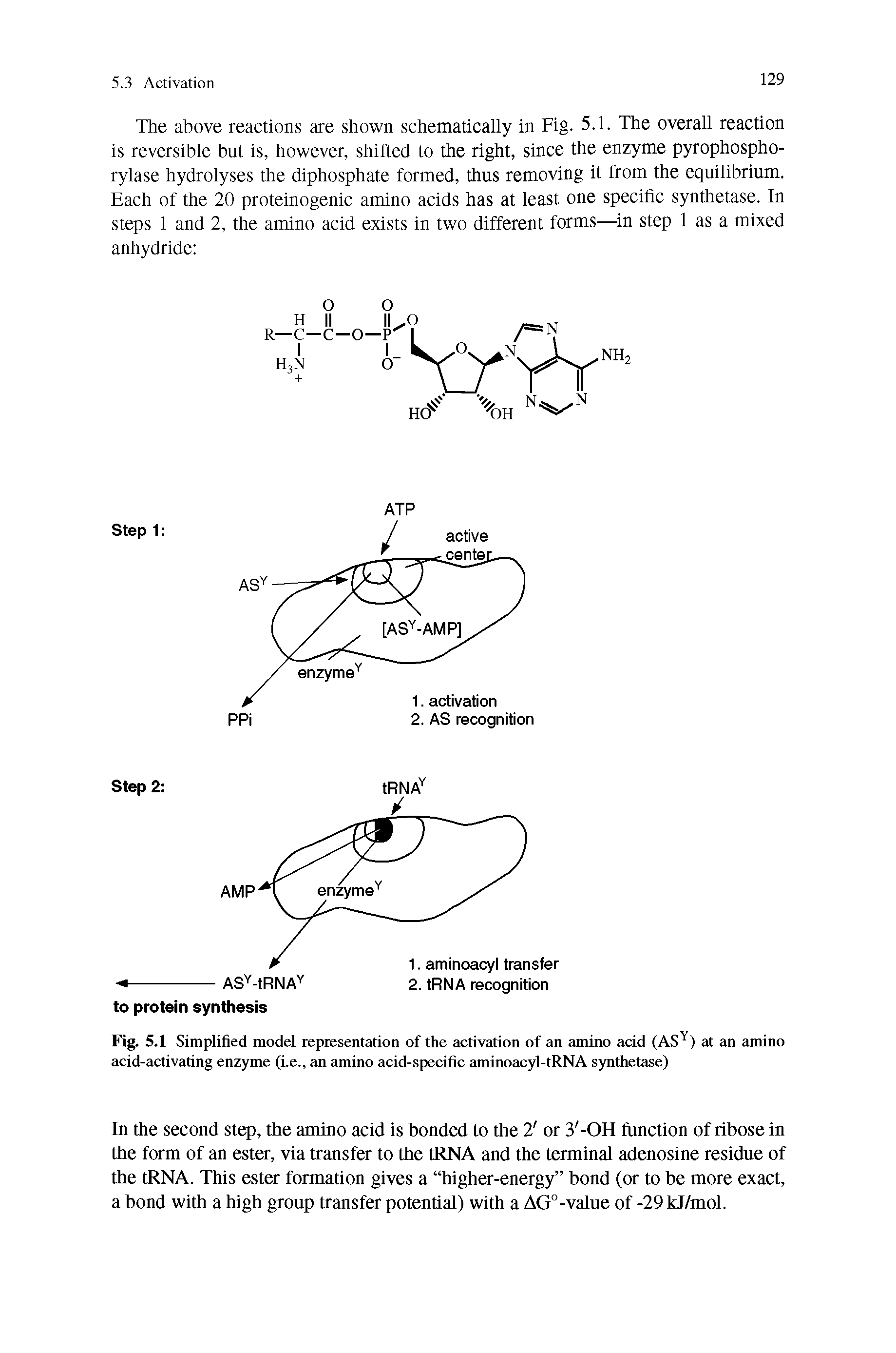 Fig. 5.1 Simplified model representation of the activation of an amino acid (ASY) at an amino acid-activating enzyme (i.e., an amino acid-specific aminoacyl-tRNA synthetase)...