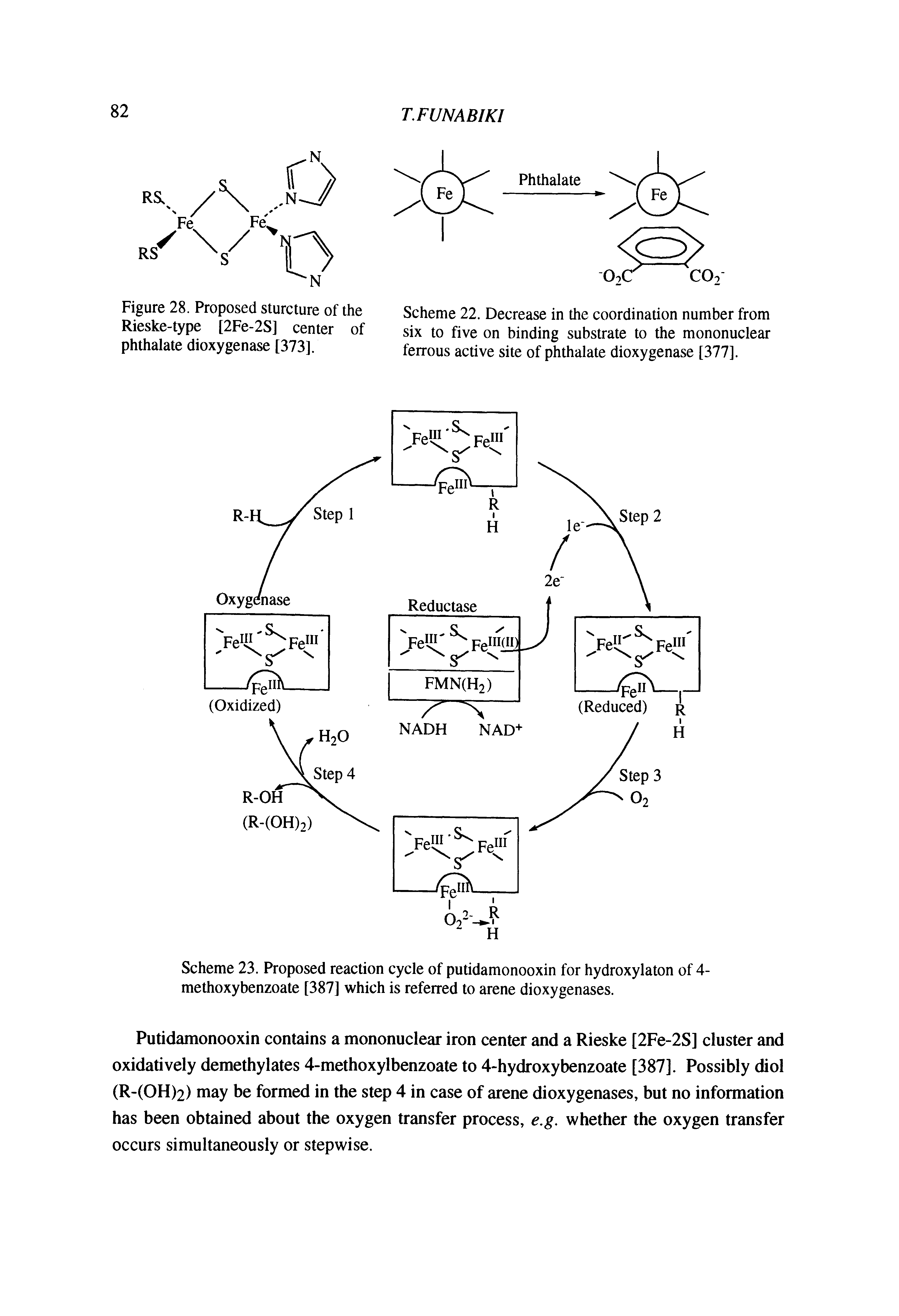 Scheme 23. Proposed reaction cycle of putidamonooxin for hydroxylaton of 4-methoxybenzoate [387] which is referred to arene dioxygenases.