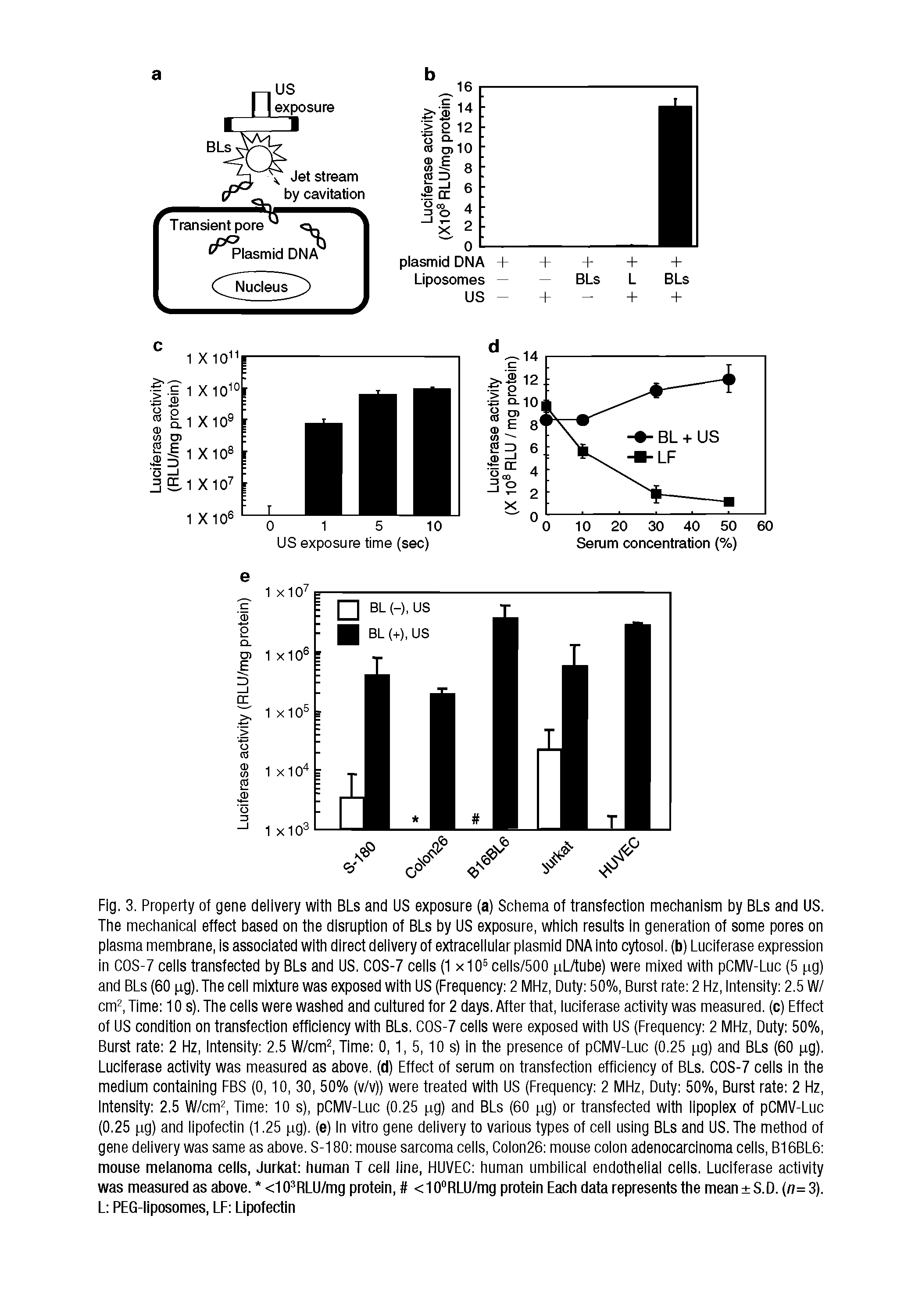 Fig. 3. Property of gene delivery with BLs and US exposure (a) Schema of transfection mechanism by BLs and US. The mechanical effect based on the disruption of BLs by US exposure, which results in generation of some pores on plasma membrane, is associated with direct delivery of extracellular plasmid DNA into cytosol, (b) Luciferase expression in COS-7 cells transfected by BLs and US. COS-7 cells (1x10 cells/500 pLAube) were mixed wifh pCMV-Luc (5 pg) and BLs (60 pg). The cell mixture was exposed with US (Frequency 2 MHz, Duty 50%, Burst rate 2 Hz, Intensity 2.5 W/ cm. Time 10 s). The cells were washed and cultured for 2 days. Affer fhaf, luciferase acfivify was measured, (c) Effecf of US condition on transfection efficiency with BLs. COS-7 cells were exposed with US (Frequency 2 MHz, Duty 50%, Burst rate 2 Hz, Intensity 2.5 W/cm Time 0,1, 5,10 s) in the presence of pCMV-Luc (0.25 pg) and BLs (60 pg). Luciferase activity was measured as above, (d) Effect of serum on transfection efficiency of BLs. COS-7 cells in the medium containing EBS (0,10, 30, 50% (v/v)) were treated with US (Erequency 2 MHz, Duty 50%, Burst rate 2 Hz, Intensity 2.5 W/cm, Time 10 s), pCMV-Luc (0.25 pg) and BLs (60 pg) or transfected with lipoplex of pCMV-Luc (0.25 pg) and lipofectin (1.25 pg). (e) In vitro gene delivery to various types of cell using BLs and US. The method of gene delivery was same as above. S-180 mouse sarcoma cells, Colon26 mouse colon adenocarcinoma cells, B16BL6 mouse melanoma cells, Jurkat human T cell line, HUVEC human umbilical endothelial cells. Luciferase activity was measured as above. <10 RLU/mg protein, <10 RLU/mg protein Each data represents the mean S.D. n=3). L PEG-liposomes, LF Lipotectin...