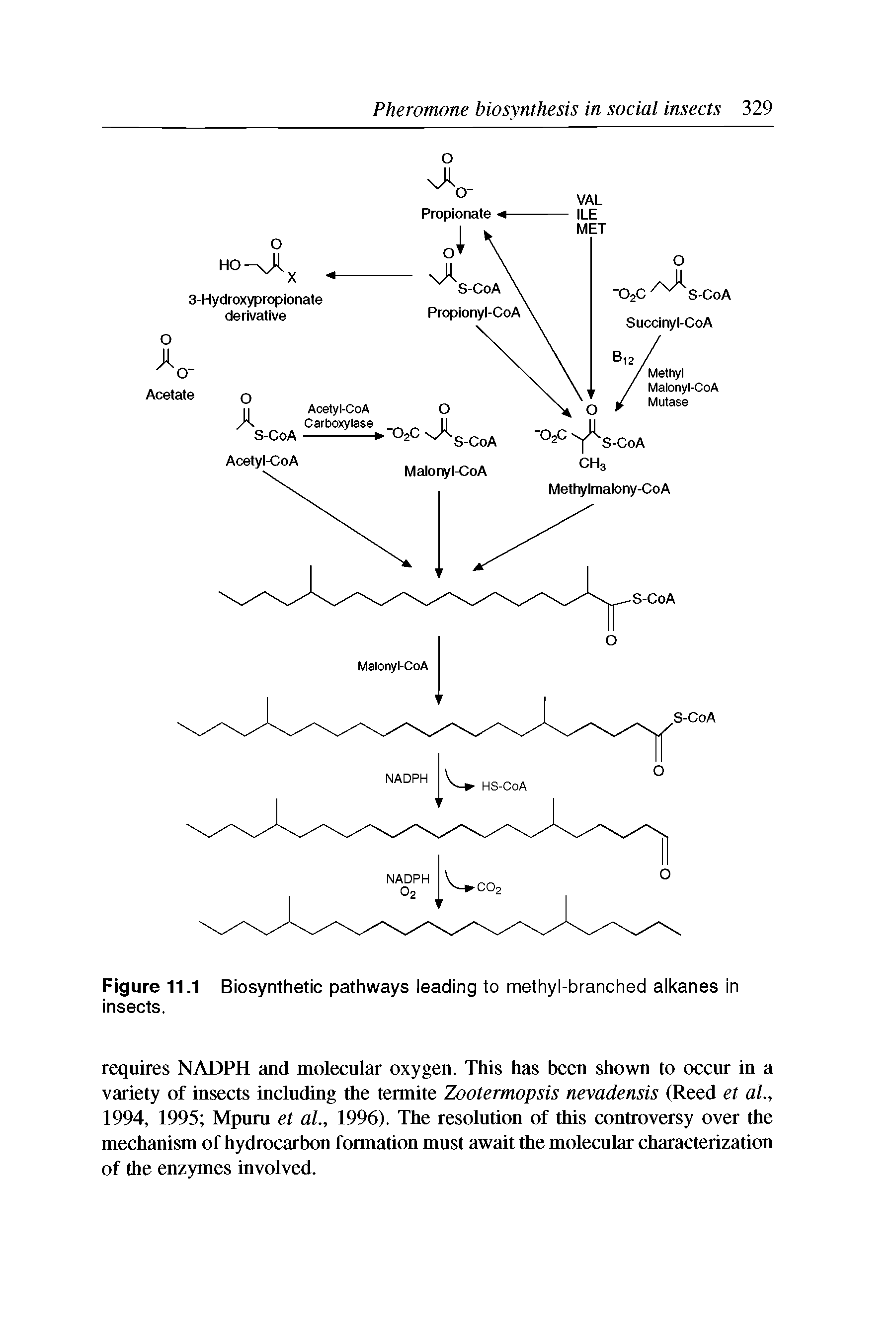 Figure 11.1 Biosynthetic pathways leading to methyl-branched alkanes in insects.