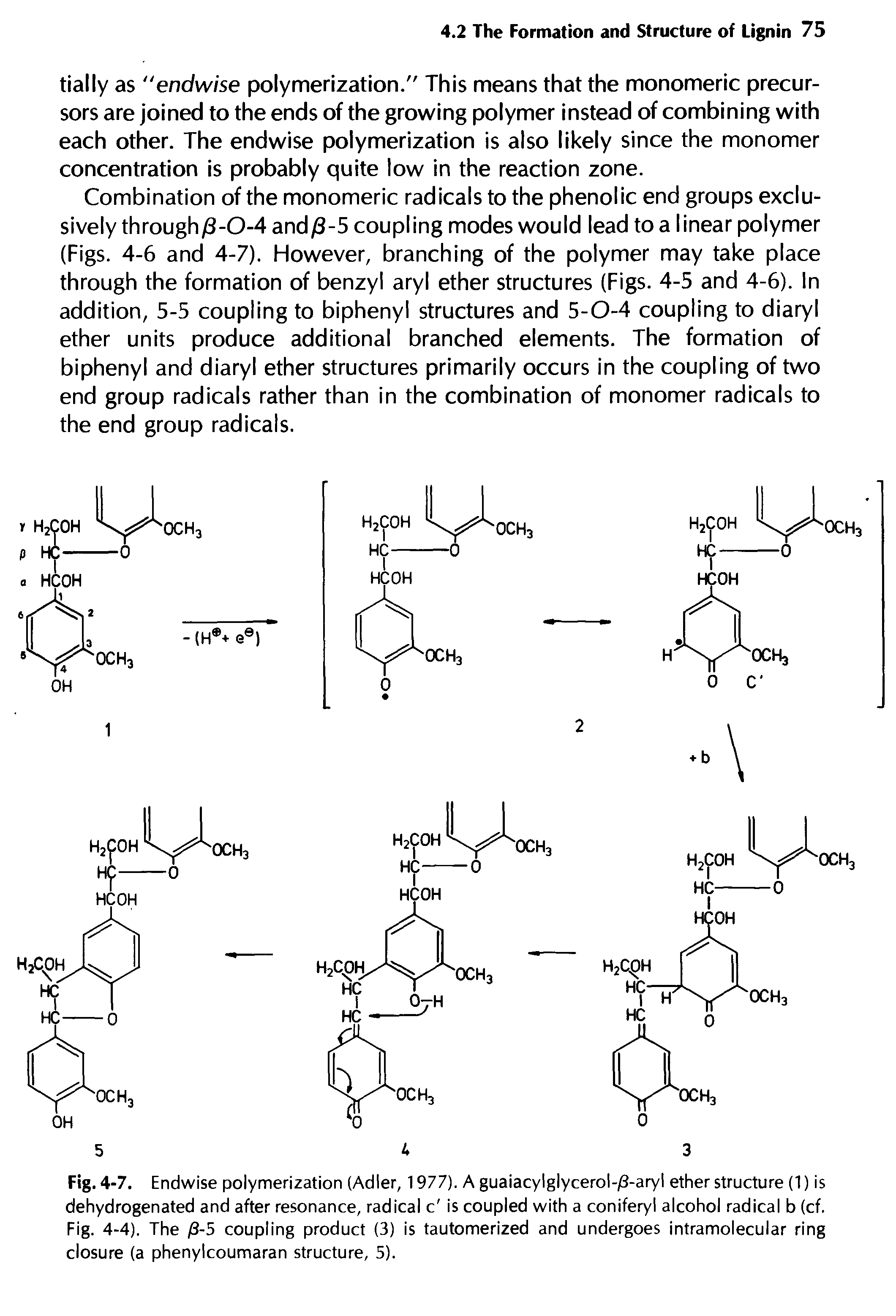 Fig. 4-7. Endwise polymerization (Adler, 1977). A guaiacylglycerol-/3-aryl ether structure (1) is dehydrogenated and after resonance, radical c is coupled with a coniferyl alcohol radical b (cf. Fig. 4-4). The /3-5 coupling product (3) is tautomerized and undergoes intramolecular ring closure (a phenylcoumaran structure, 5).
