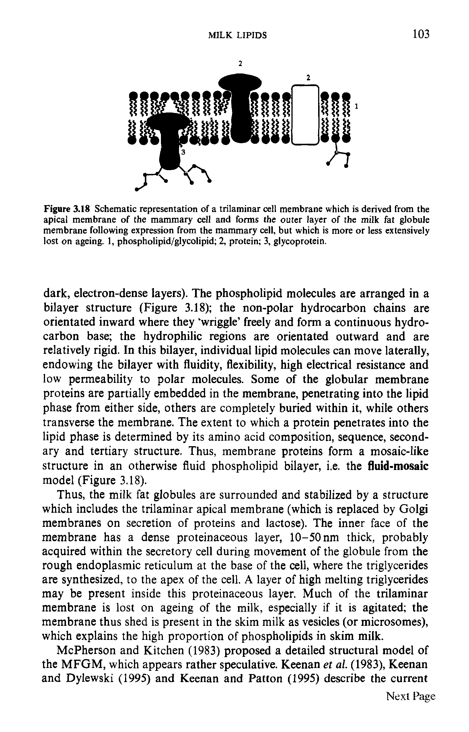 Figure 3.18 Schematic representation of a trilaminar cell membrane which is derived from the apical membrane of the mammary cell and forms the outer layer of the milk fat globule membrane following expression from the mammary cell, but which is more or less extensively lost on ageing. 1, phospholipid/glycolipid 2, protein 3, glycoprotein.