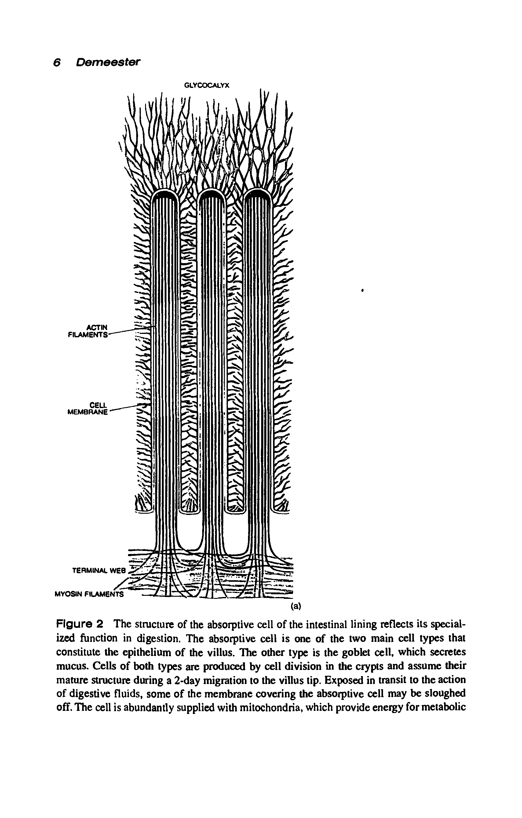 Figure 2 The structure of the absorptive cell of the intestinal lining reflects its specialized function in digestion. The absorptive cell is one of the two main cell types that constitute the epithelium of the villus. The other type is the goblet cell, which secretes mucus. Cells of both types are produced by cell division in the crypts and assume their mature structure during a 2-day migration to the villus tip. Exposed in transit to the action of digestive fluids, some of the membrane covering the absorptive cell may be sloughed off. The cell is abundantly supplied with mitochondria, which provide energy for metabolic...