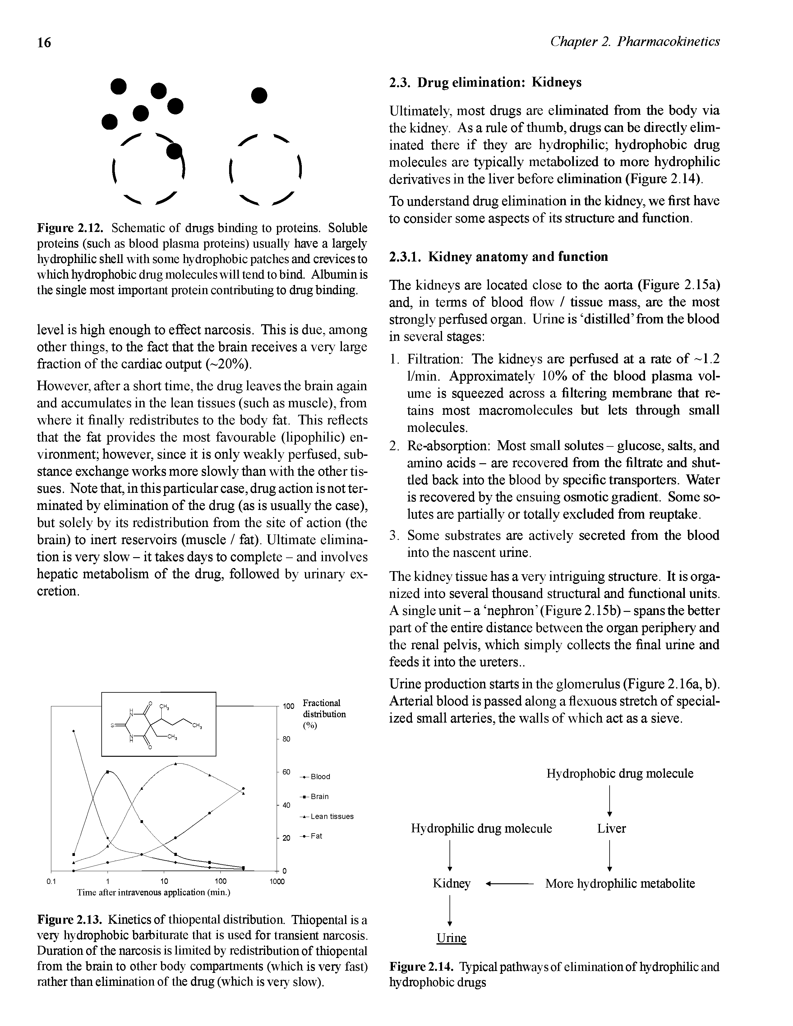 Figure 2.12. Schematic of dmgs binding to proteins. Soluble proteins (such as blood plasma proteins) usually have a largely hydrophilic shell with some hydrophobic patches and crevices to which hydrophobic drag molecules will tend to bind. Albumin is the single most important protein contributing to drag binding.