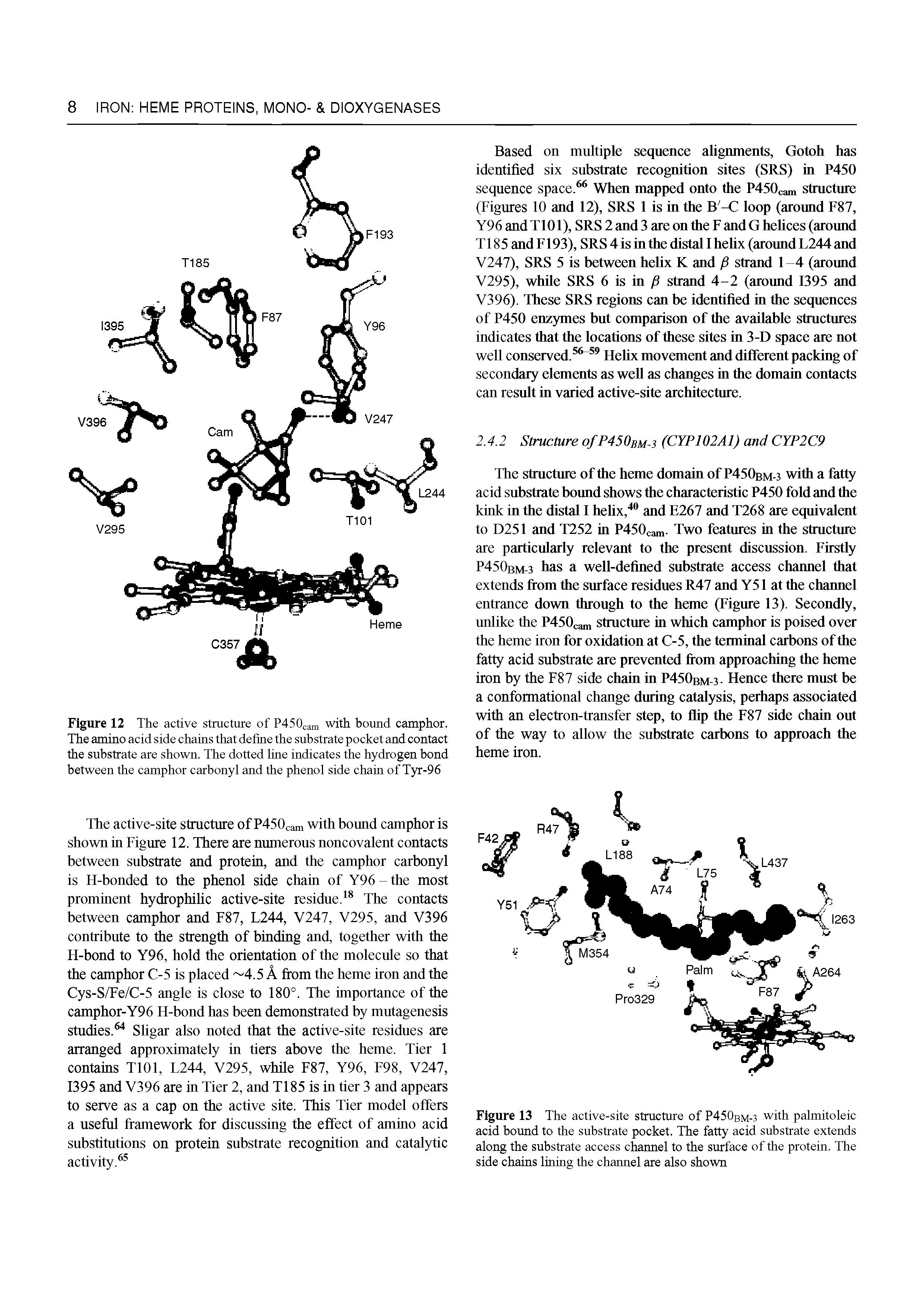 Figure 12 The active structure of P450cam with bound camphor. The amino acid side chains that define the substrate pocket and contact the substrate are shown. The dotted line indicates the hydrogen bond between the camphor carbonyl and the phenol side chain of Tyr-96...