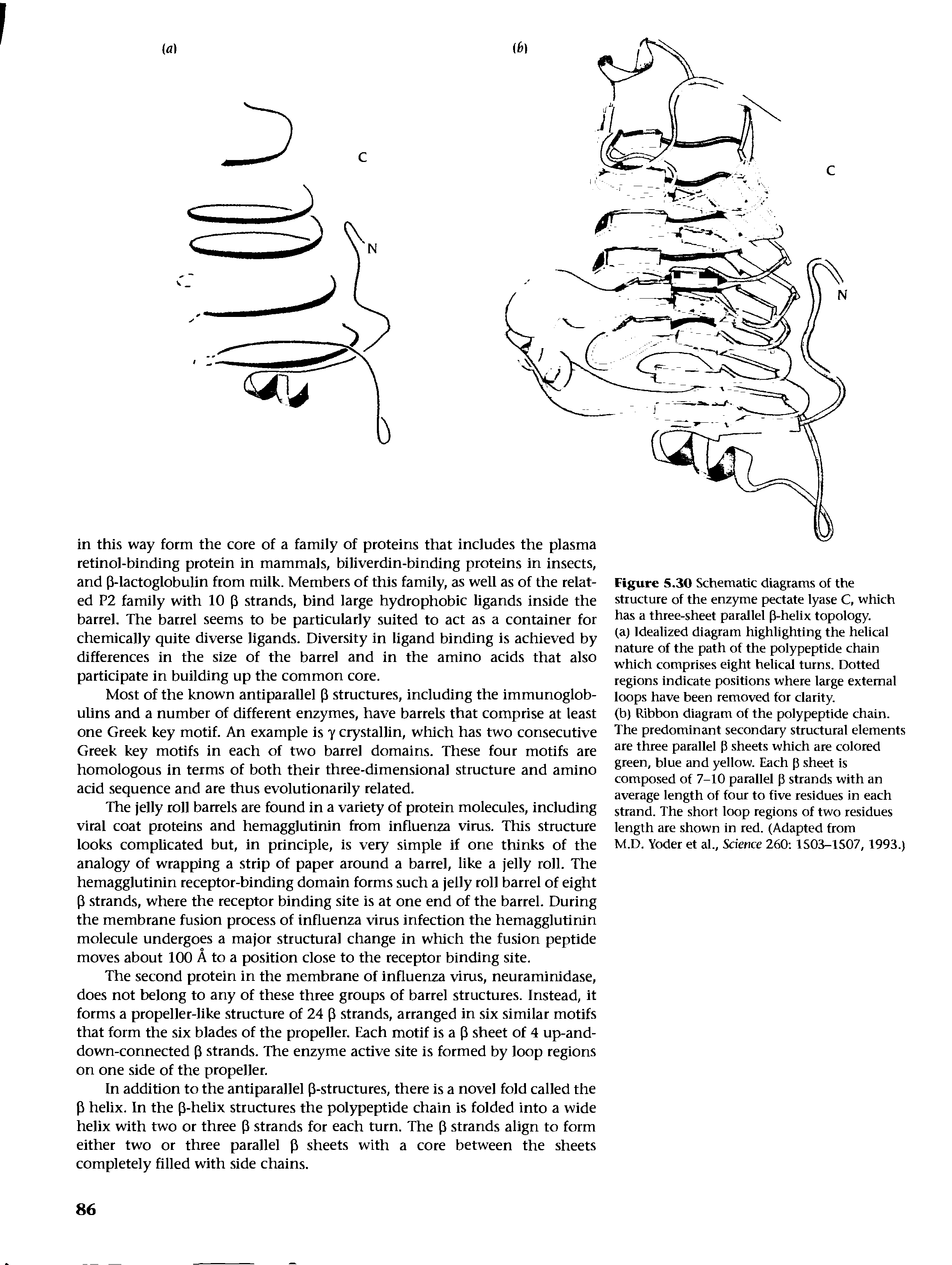 Figure 5.30 Schematic diagrams of the structure of the enzyme pectate lyase C, which has a three-sheet parallel P-helix topology.