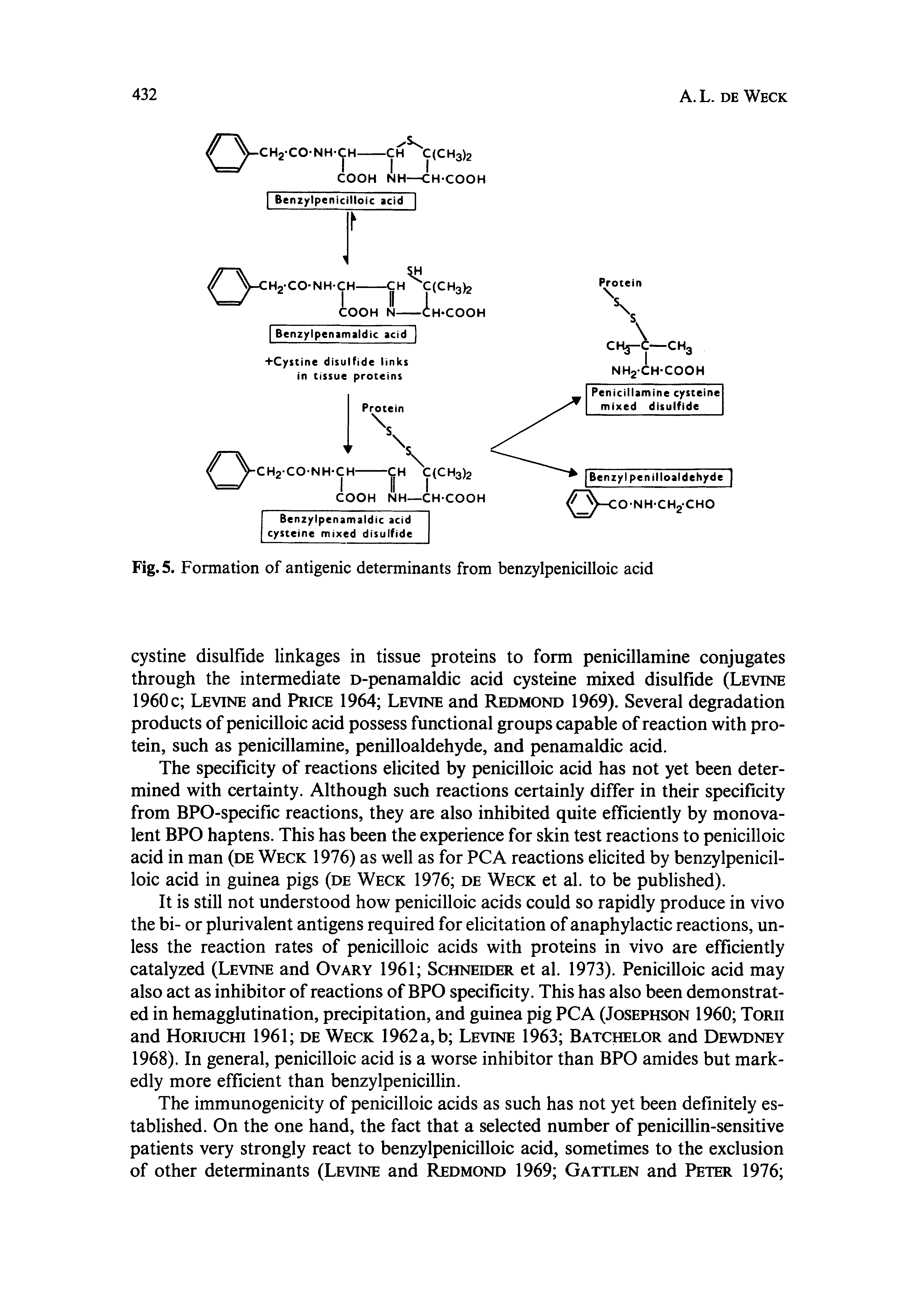 Fig. 5. Formation of antigenic determinants from benzylpenicilloic acid...