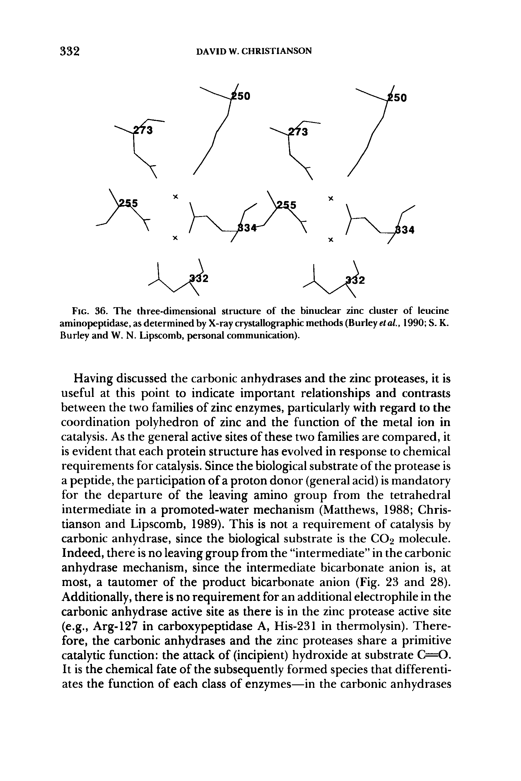 Fig. 36. The three-dimensional structure of the binuclear zinc cluster of leucine aminopeptidase, as determined by X-ray crystallographic methods (Burley etai, 1990 S. K. Burley and W. N. Lipscomb, personal communication).