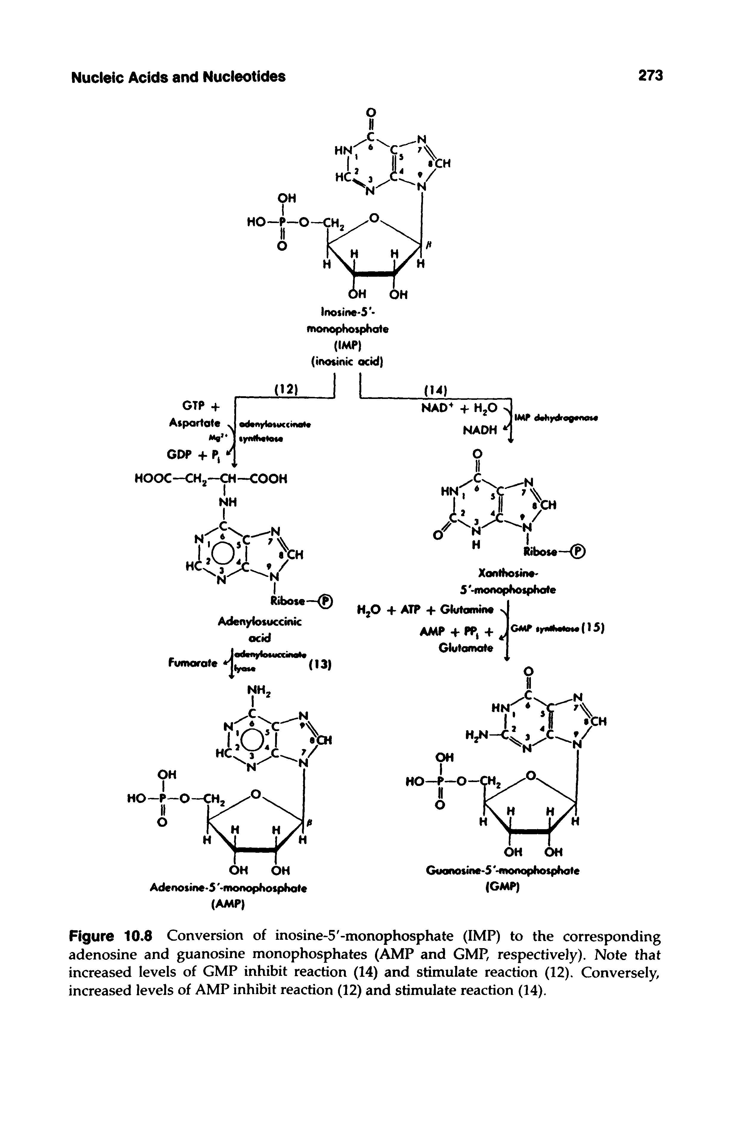 Figure 10.8 Conversion of inosine-5 -monophosphate (IMP) to the corresponding adenosine and guanosine monophosphates (AMP and GMP, respectively). Note that increased levels of GMP inhibit reaction (14) and stimulate reaction (12). Conversely, increased levels of AMP inhibit reaction (12) and stimulate reaction (14).