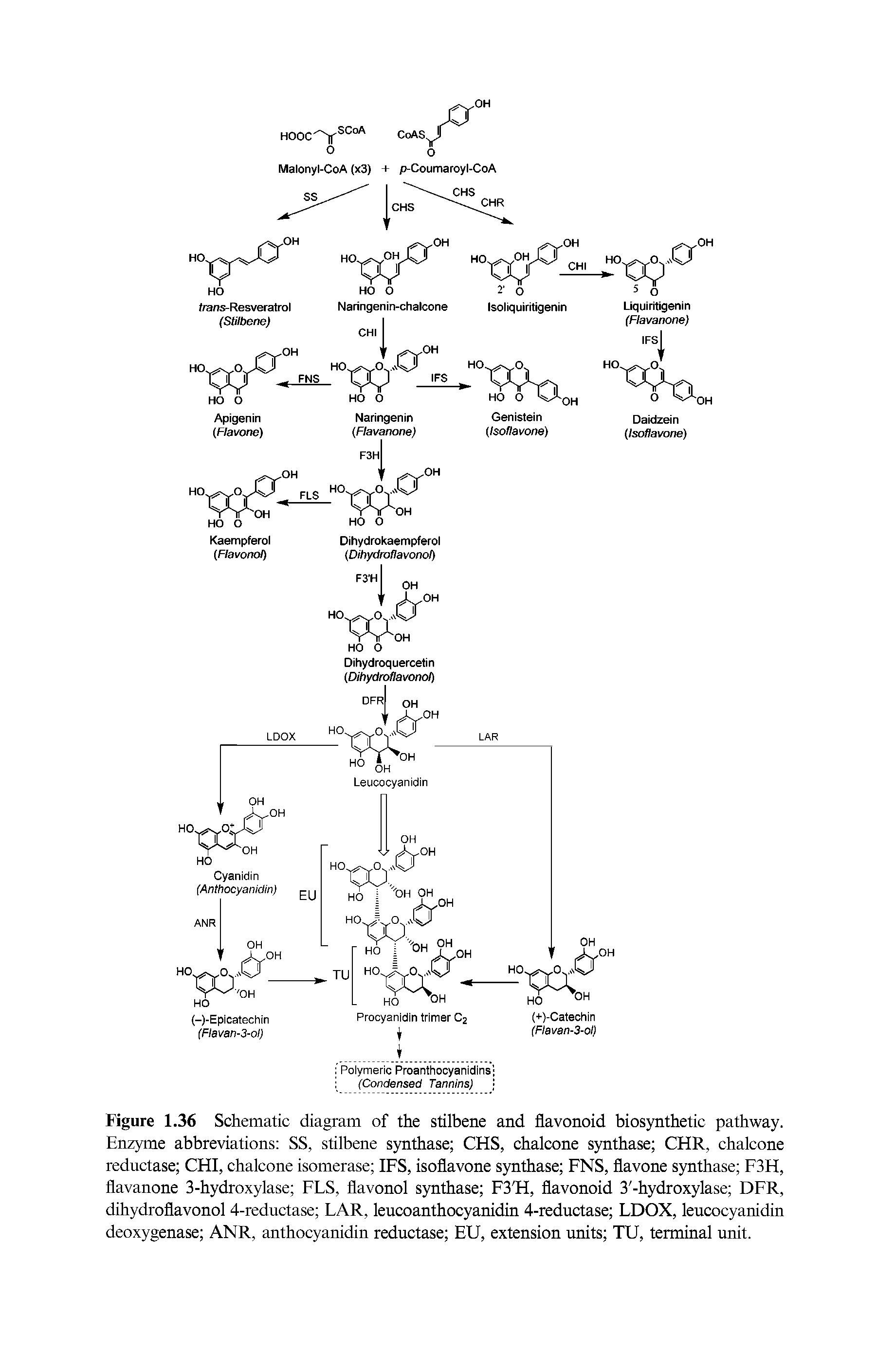 Figure 1.36 Schematic diagram of the stilbene and flavonoid biosynthetic pathway. Enzyme abbreviations SS, stilbene synthase CHS, chalcone synthase CHR, chalcone reductase CHI, chalcone isomerase IFS, isoflavone synthase FNS, flavone synthase F3H, flavanone 3-hydroxylase FLS, flavonol synthase F3 H, flavonoid 3 -hydroxylase DFR, dihydroflavonol 4-reductase LAR, leucoanthocyanidin 4-reductase LDOX, leucocyanidin deoxygenase ANR, anthocyanidin reductase EU, extension units TU, terminal unit.