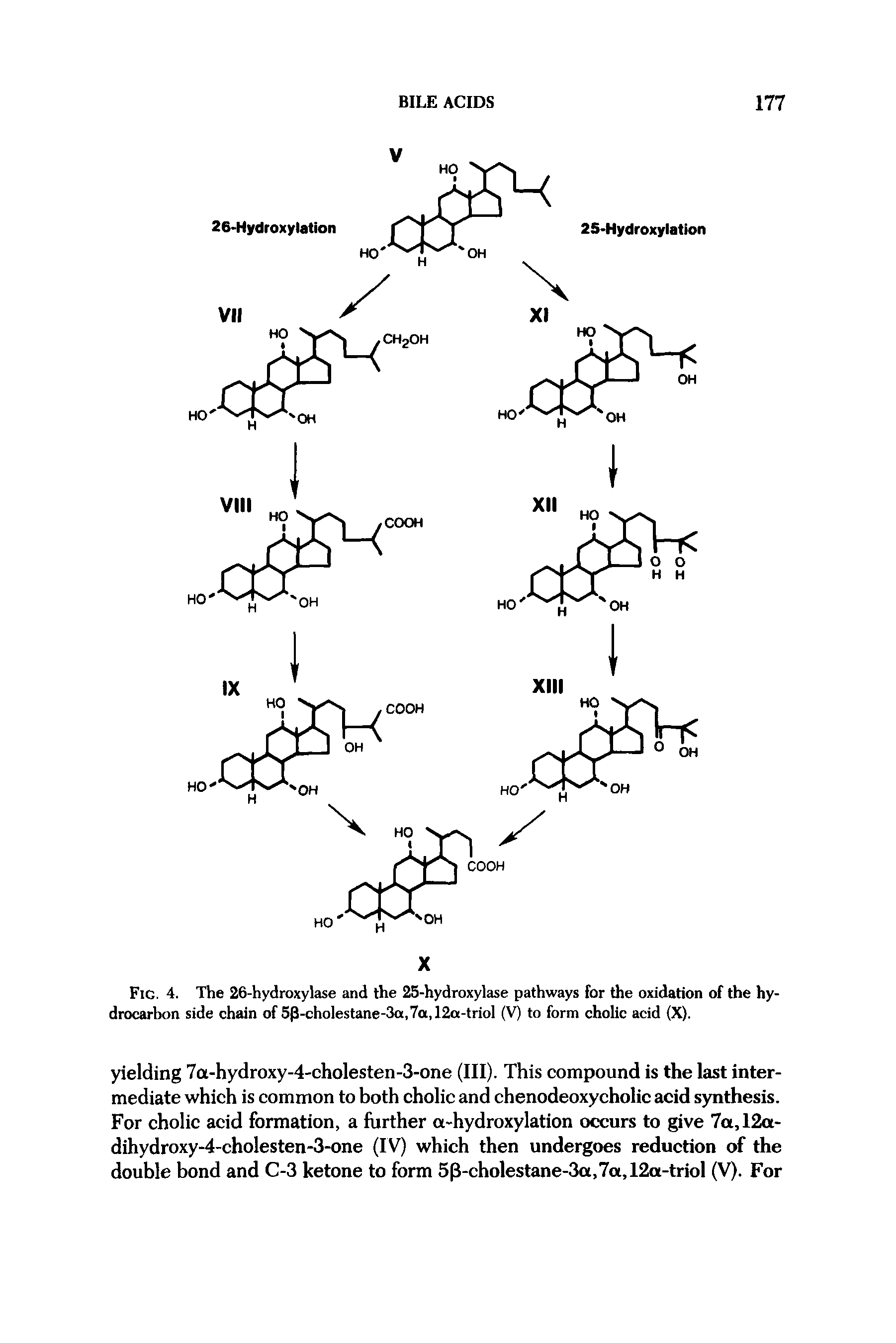 Fig. 4. The 26-hydroxylase and the 25-hydroxylase pathways for the oxidation of the hydrocarbon side chain of 5p-cholestane-3a,7a,12a-triol (V) to form cholic acid (X).