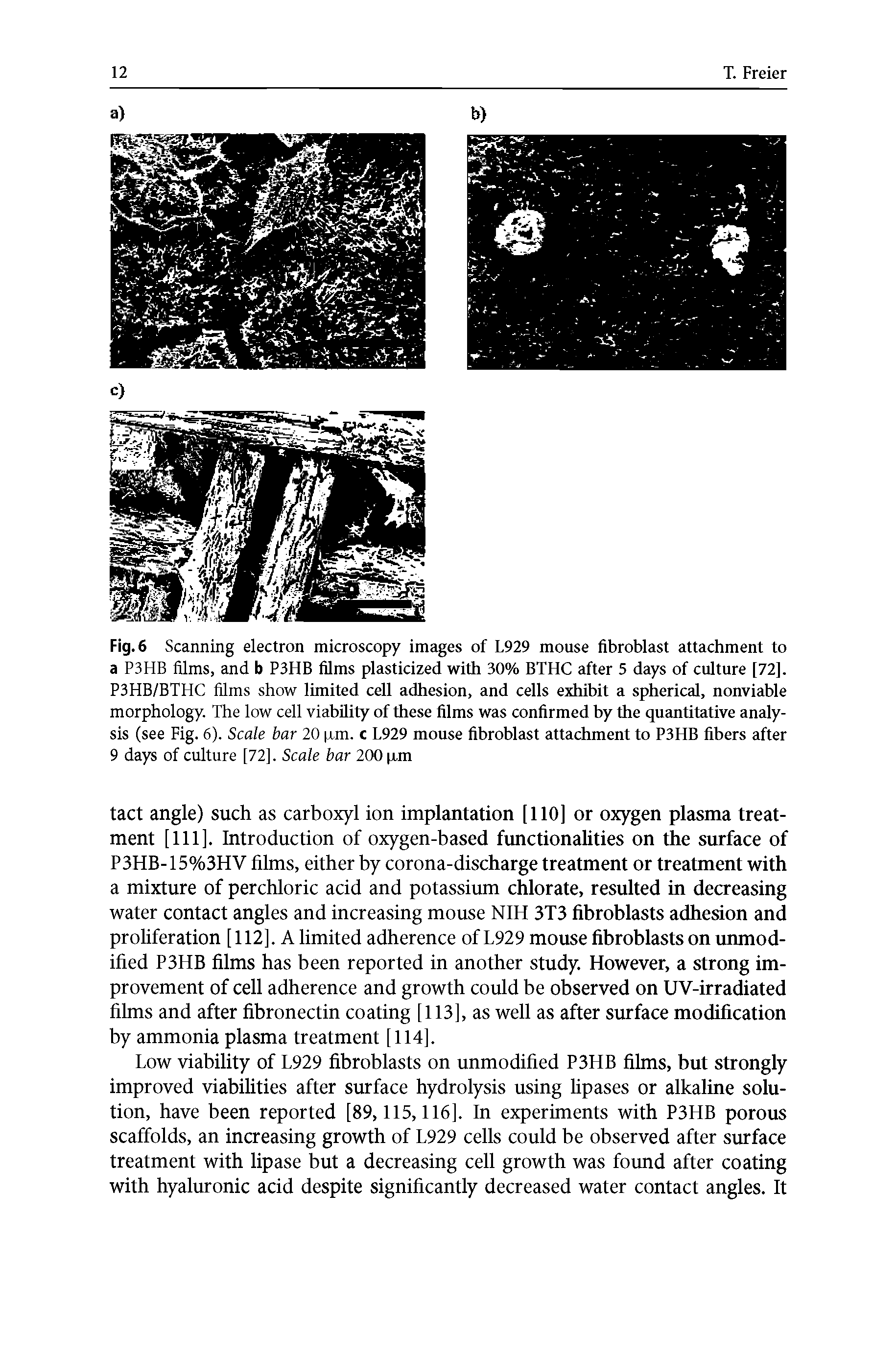 Fig. 6 Scanning electron microscopy images of L929 mouse fibroblast attachment to a P3HB films, and b P3HB films plasticized with 30% BTHC after 5 days of culture [72]. P3HB/BTHC films show limited ceU adhesion, and cells exhibit a spherical, nonviable morphology. The low cell viability of these films was confirmed by the quantitative analysis (see Fig. 6). Scale bar 20 xm. c L929 mouse fibroblast attachment to P3HB fibers after 9 days of culture [72]. Scale bar 200 jjim...