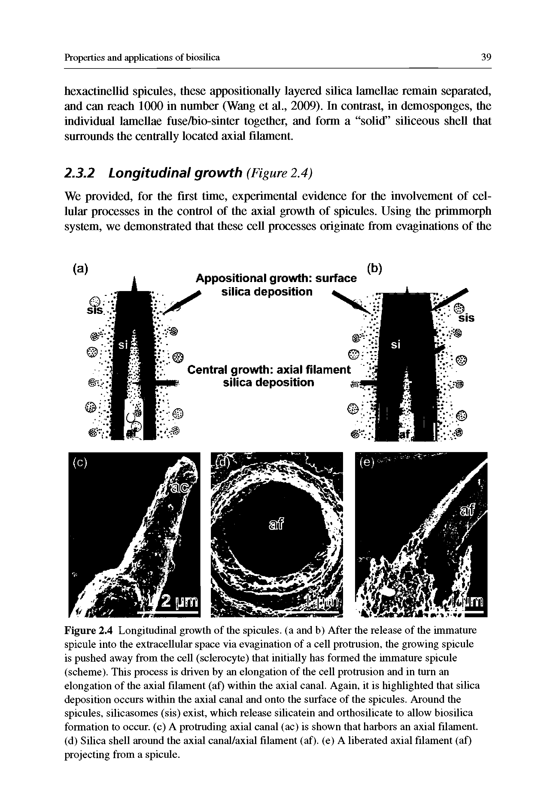 Figure 2.4 Longitudinal growth of the spicules, (a and b) After the release of the immature spicule into the extracellular space via evagination of a cell protrusion, the growing spicule is pushed away from the cell (sclerocyte) that initially has formed the immature spicule (scheme). This process is driven by an elongation of the cell protrusion and in turn an elongation of the axial filament (af) within the axial canal. Again, it is highlighted that sihca deposition occurs within the axial canal and onto the surface of the spicules. Around the spicules, silicasomes (sis) exist, which release silicatein and orthosilicate to allow biosilica formation to occur, (c) A protruding axial canal (ac) is shown that harbors an axial filament (d) Silica shell around the axial canal/axial filament (af). (e) A liberated axial filament (af) projecting from a spicule.