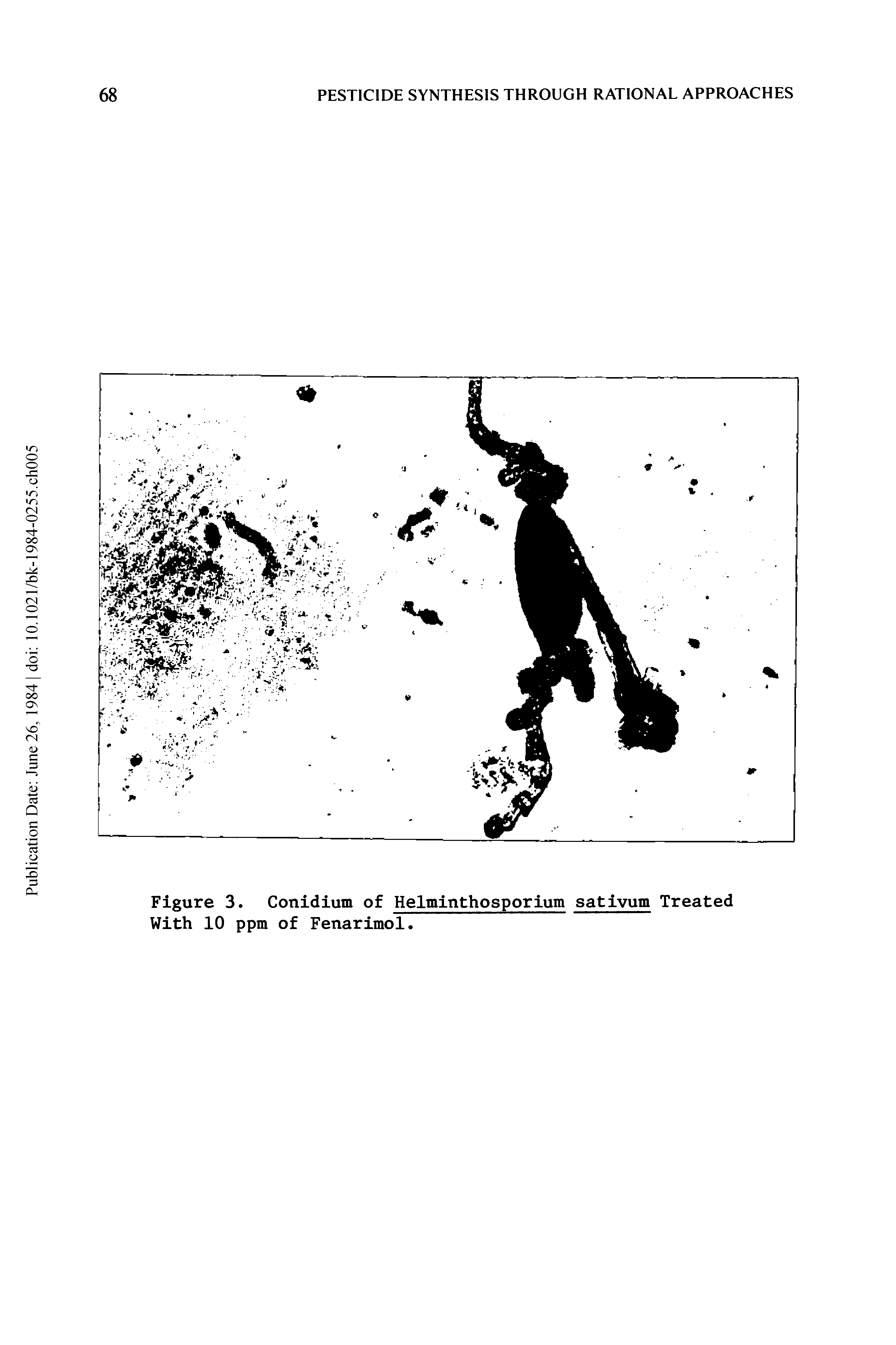 Figure 3. Conidium of Helminthosporium sativum Treated With 10 ppm of Fenarimol.