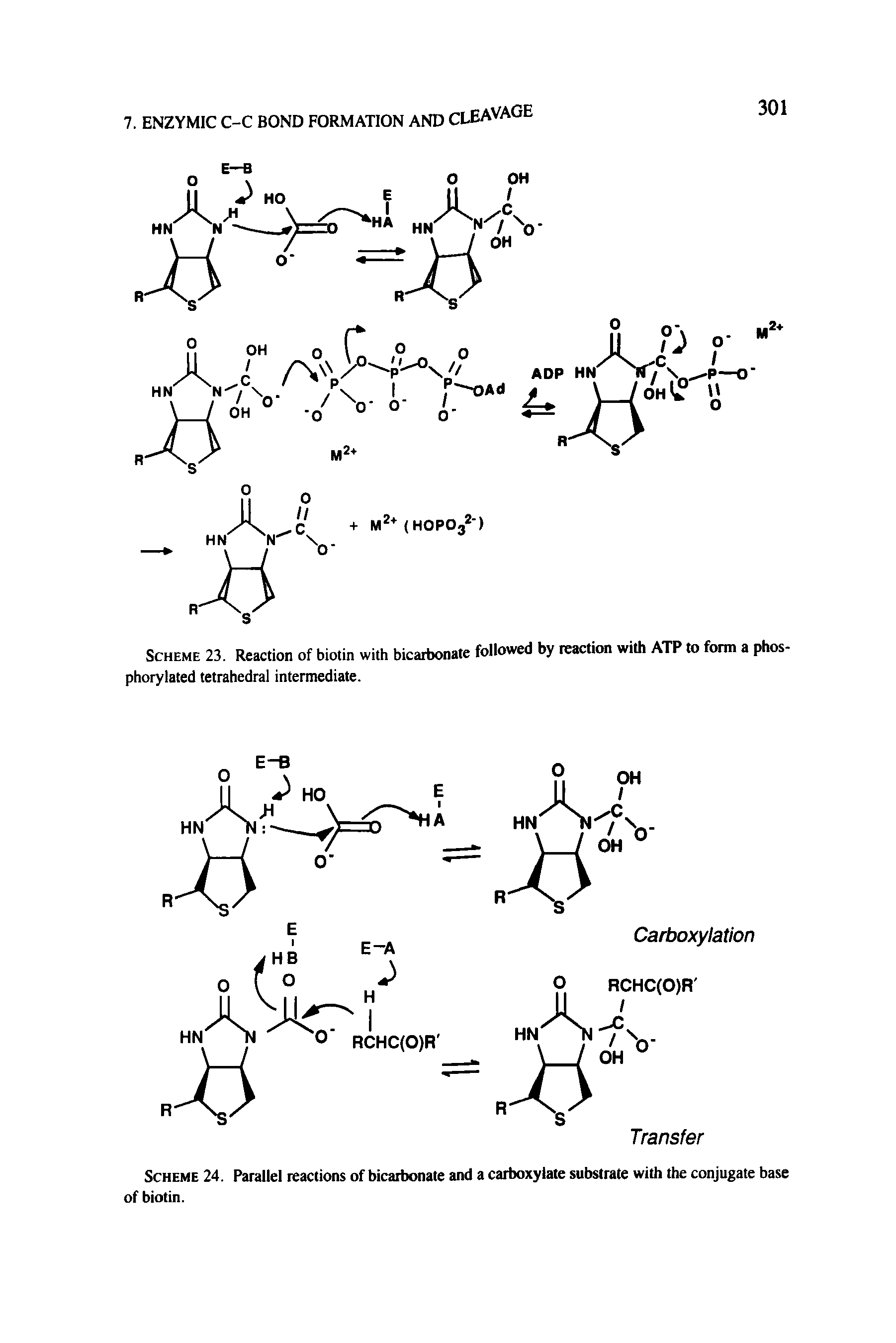 Scheme 23. Reaction of biotin with bicarbonate followed by reaction with ATP to form a phos-phorylated tetrahedral intermediate.