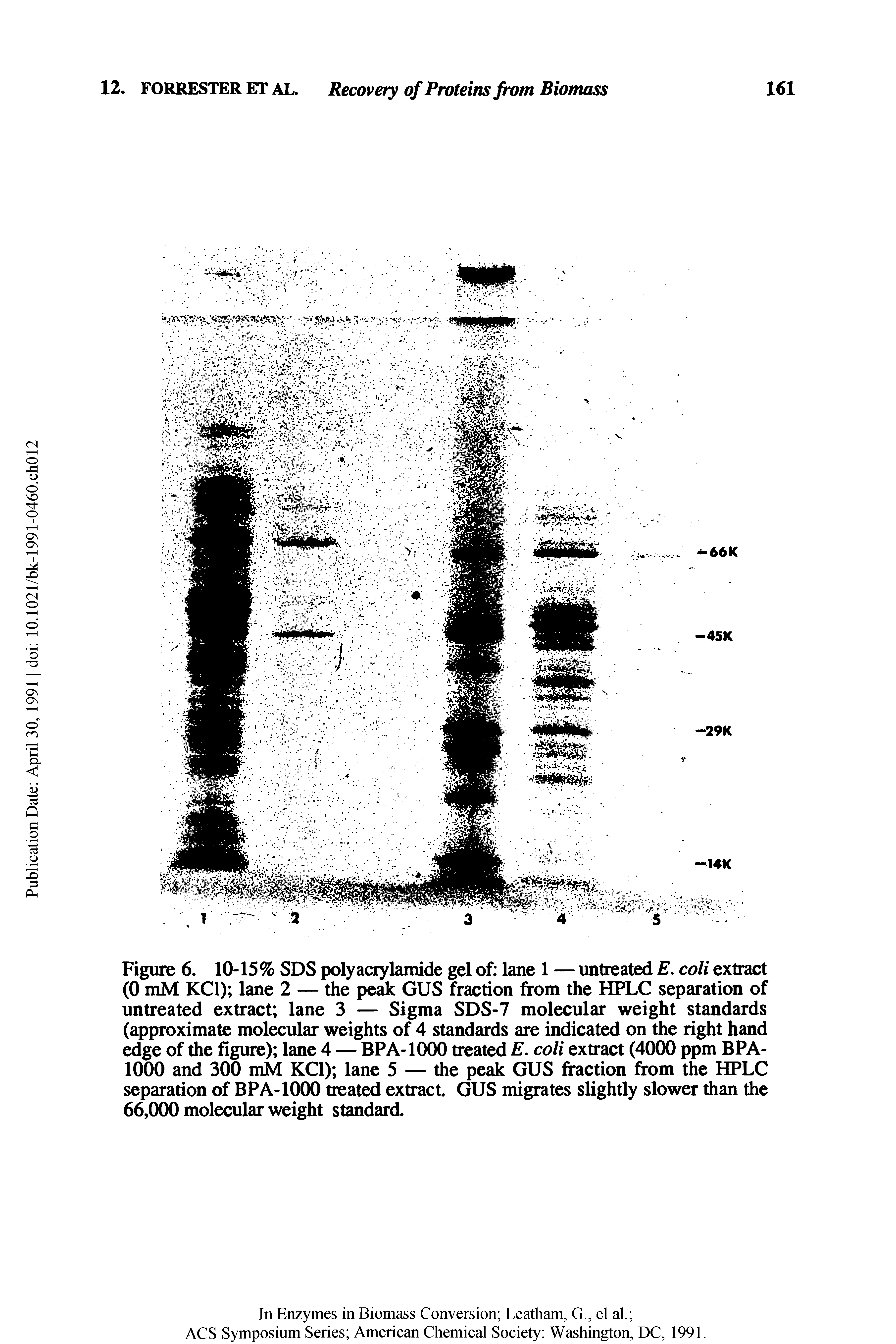 Figure 6. 10-15% SDS polyacrylamide gel of lane 1 — untreated E, coli extract (0 mM KCl) lane 2 — the peak GUS fraction from the HPLC separation of untreated extract lane 3 — Sigma SDS-7 molecular weight standards (approximate molecular weights of 4 standards are indicated on the right hand edge of the figure) lane 4 — BPA-1000 treated E. coli extract (4000 ppm BPA-1000 and 300 mM KCl) lane 5 — the peak GUS fraction from the HPLC separation of BPA-1000 treated extract. GUS migrates slightly slower than the 66,000 molecular weight standard.