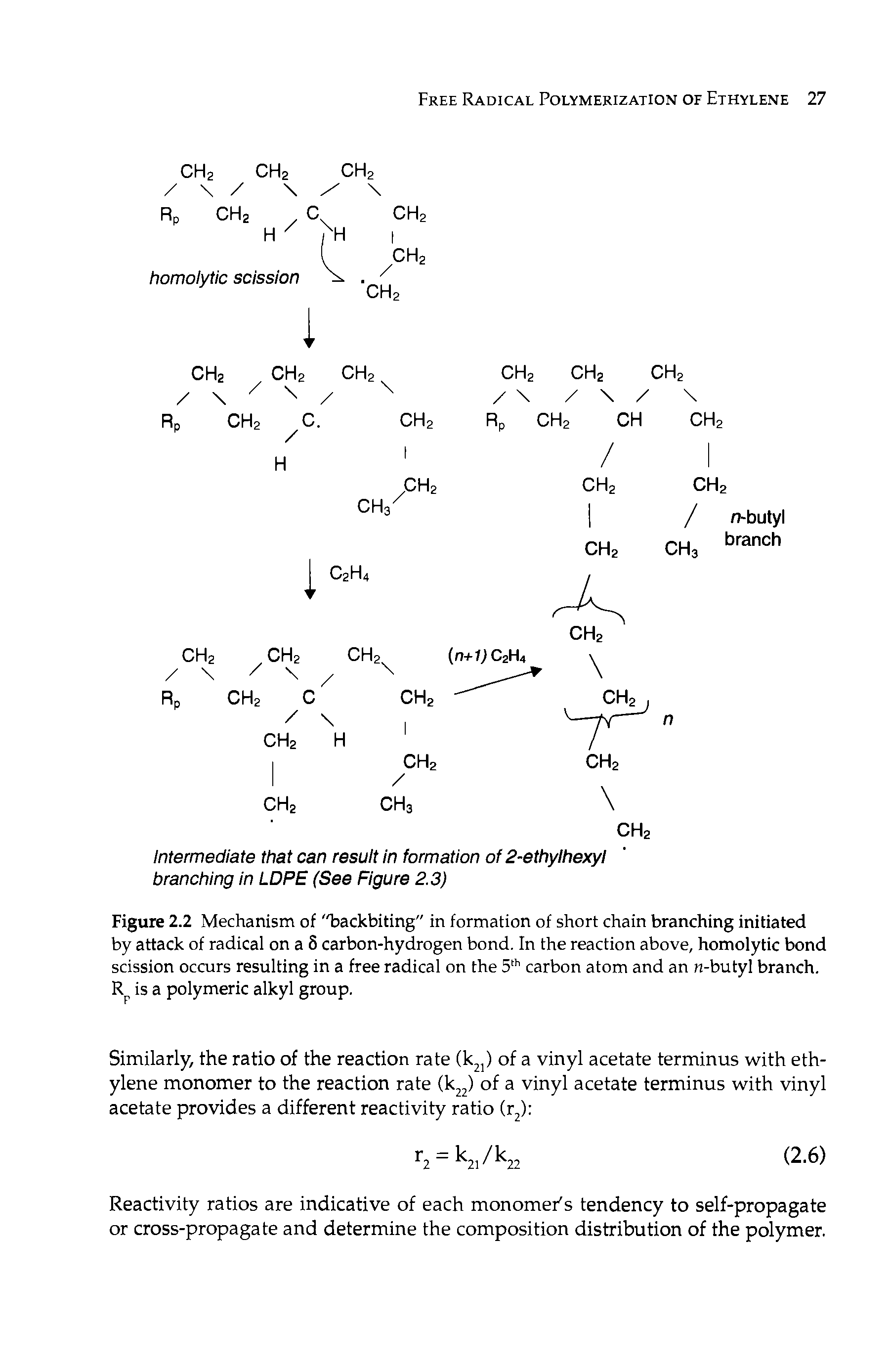 Figure 2.2 Mechanism of "backbiting" in formation of short chain branching initiated by attack of radical on a 5 carbon-hydrogen bond. In the reaction above, homolytic bond scission occurs resulting in a free radical on the 5 carbon atom and an n-butyl branch. R is a polymeric alkyl group.