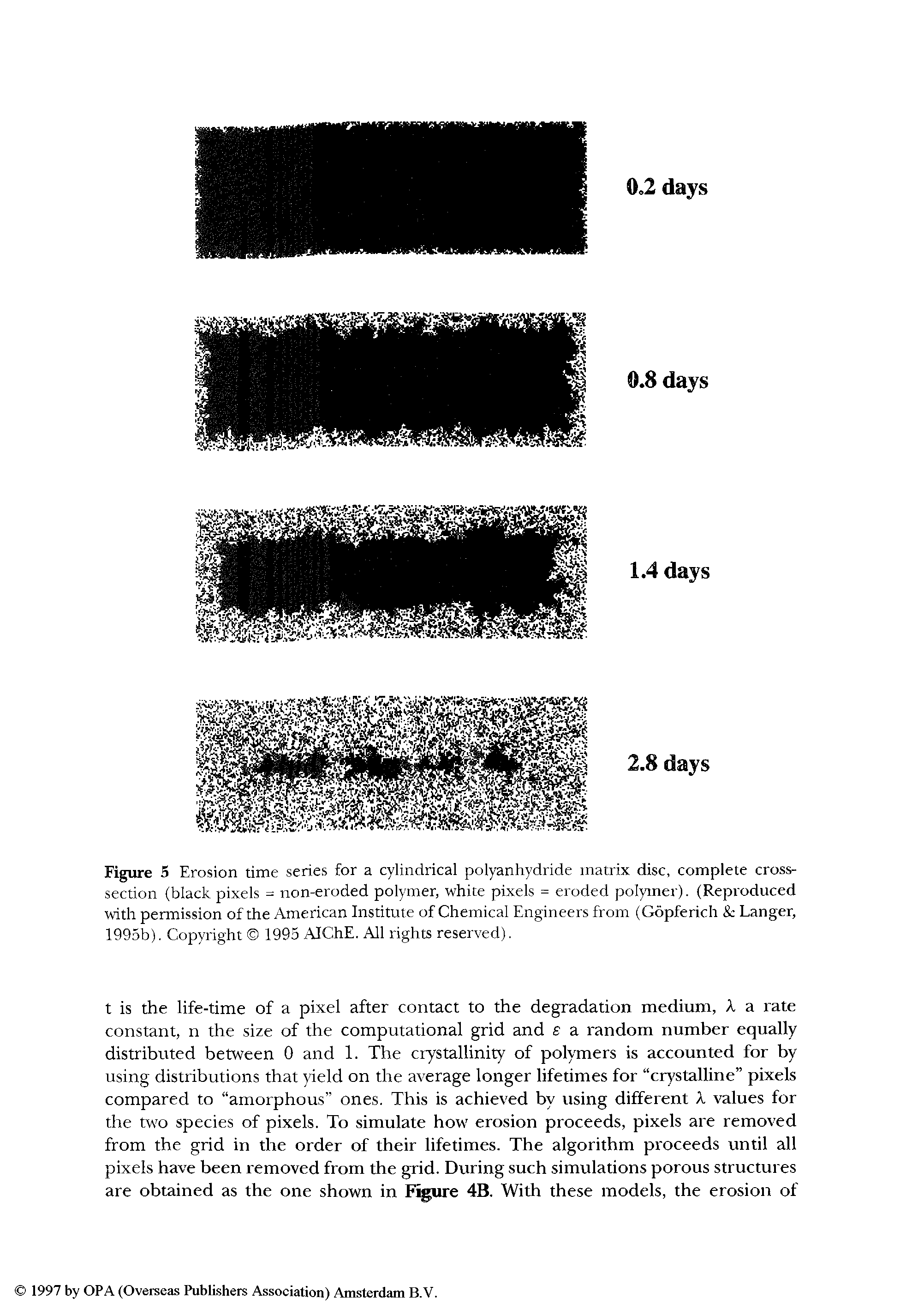 Figure 5 Erosion time series for a cylindrical polyanhydride matrix disc, complete cross-section (black pixels = non-eroded polymer, white pixels = eroded polymer). (Reproduced with permission of the American Institute of Chemical Engineers from (Gopferich Langer, 1995b). Cop)Tight 1995 AIChE. All rights reserved).