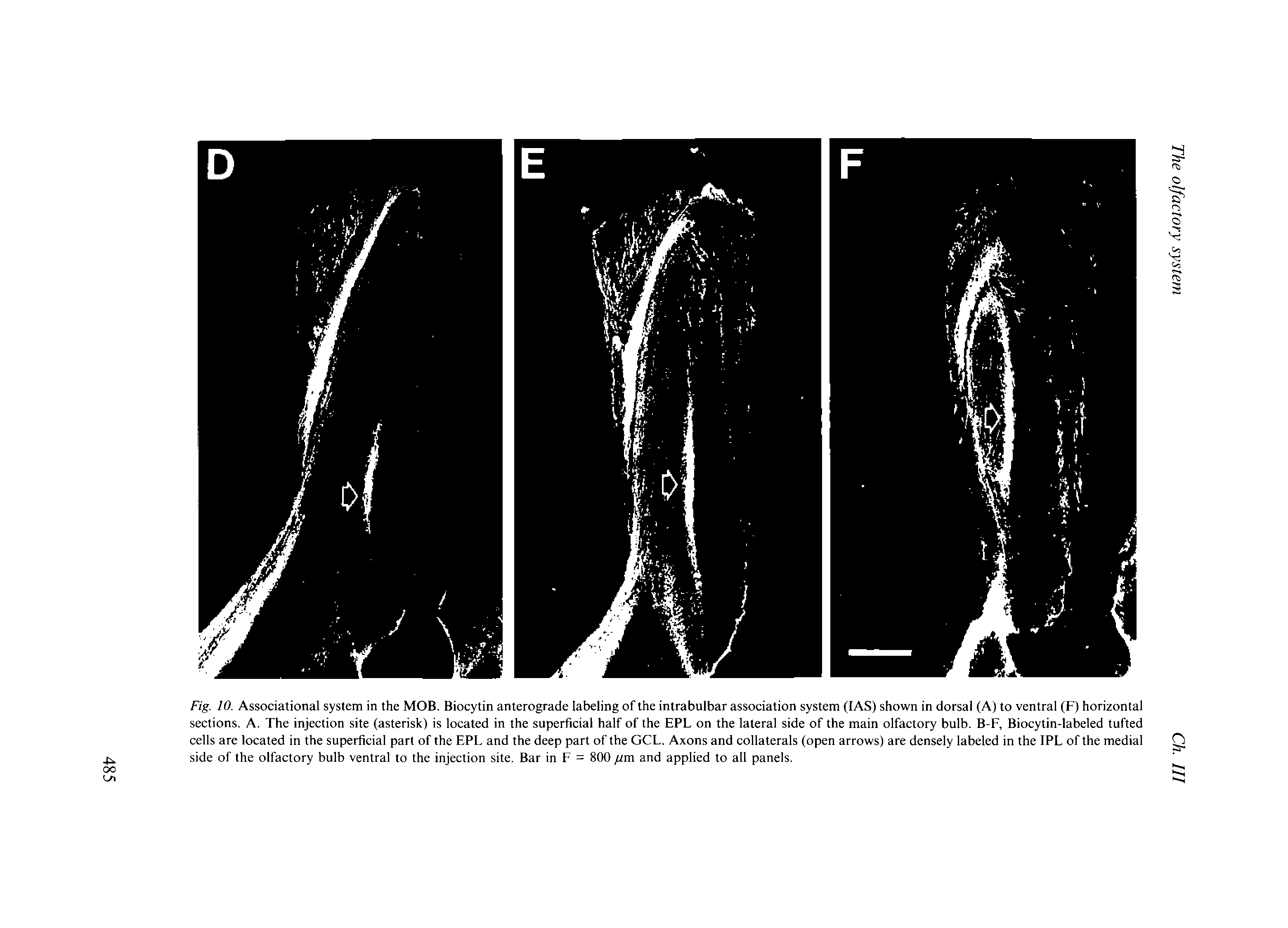 Fig. 10. Associational system in the MOB. Biocytin anterograde labeling of the inlrabulbar association system (IAS) shown in dorsal (A) to ventral (F) horizontal sections. A. The injection site (asterisk) is located in the superficial half of the EPL on the lateral side of the main olfactory bulb. B-F, Biocytin-labeled tufted cells are located in the superficial part of the EPL and the deep part of the GCL. Axons and collaterals (open arrows) are densely labeled in the IPL of the medial side of the olfactory bulb ventral to the injection site. Bar in F = 800 fim and applied to all panels.