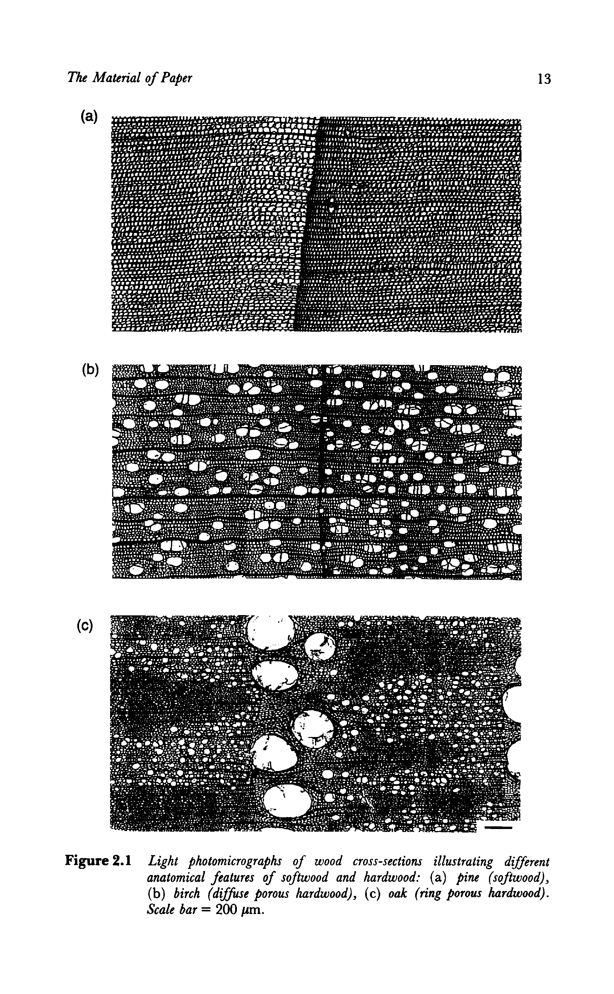 Figure 2.1 Light photomicrographs of wood cross-sections illustrating different anatomical features of softwood and hardwood (a) pine (softwood), (b) birch (diffuse porous hardwood), (c) oak (ring porous hardwood). Scale bar = 200 m.