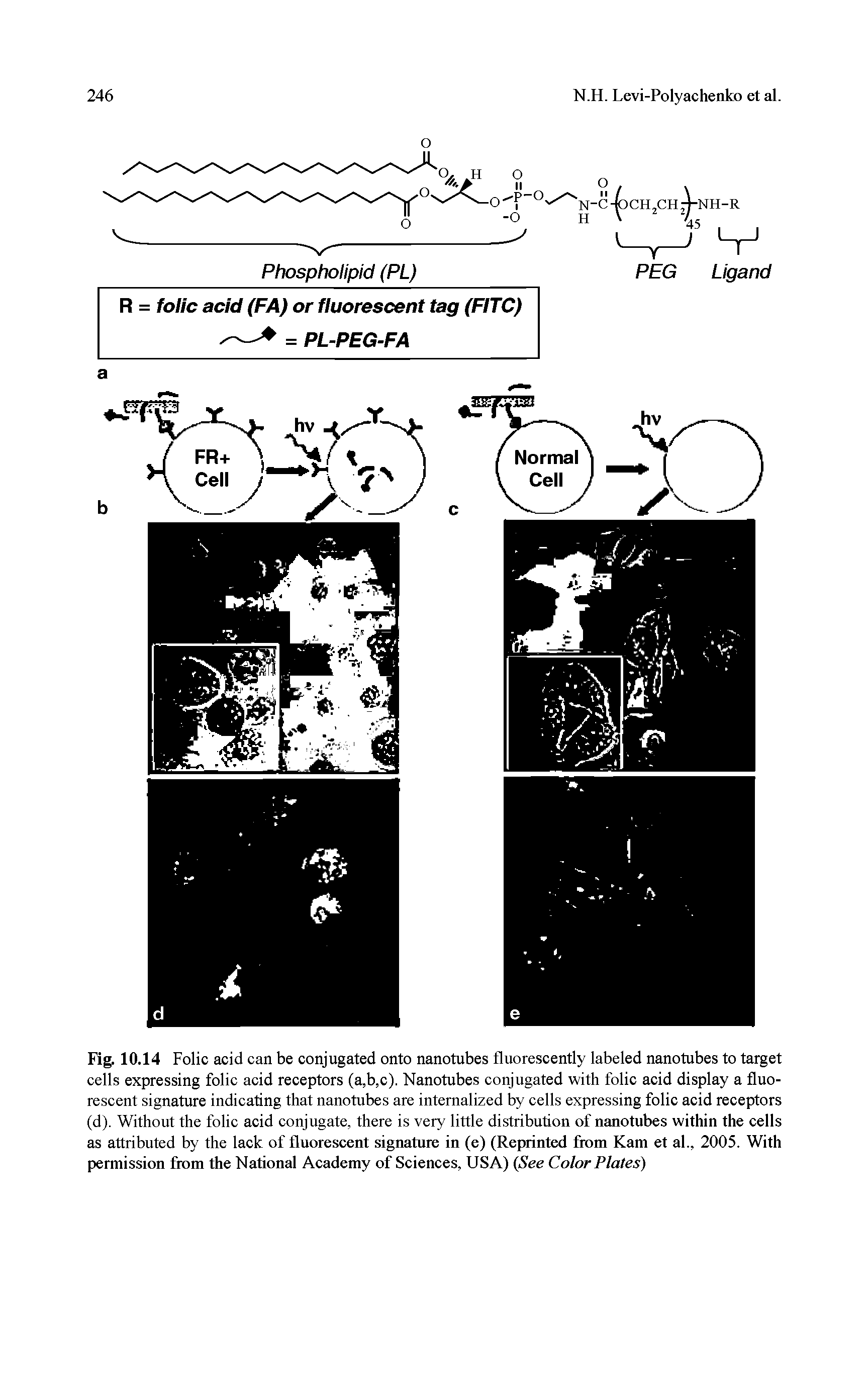 Fig. 10.14 Folic acid can be conjugated onto nanotubes fluorescently labeled nanotubes to target cells expressing folic acid receptors (a,b,c). Nanotubes conjugated with folic acid display a fluorescent signature indicating that nanotubes are internalized by cells expressing folic acid receptors (d). Without the folic acid conjugate, there is very little distribution of nanotubes within the cells as attributed by the lack of fluorescent signature in (e) (Reprinted from Kam et al., 2005. With permission from the National Academy of Sciences, USA) (See Color Plates)...