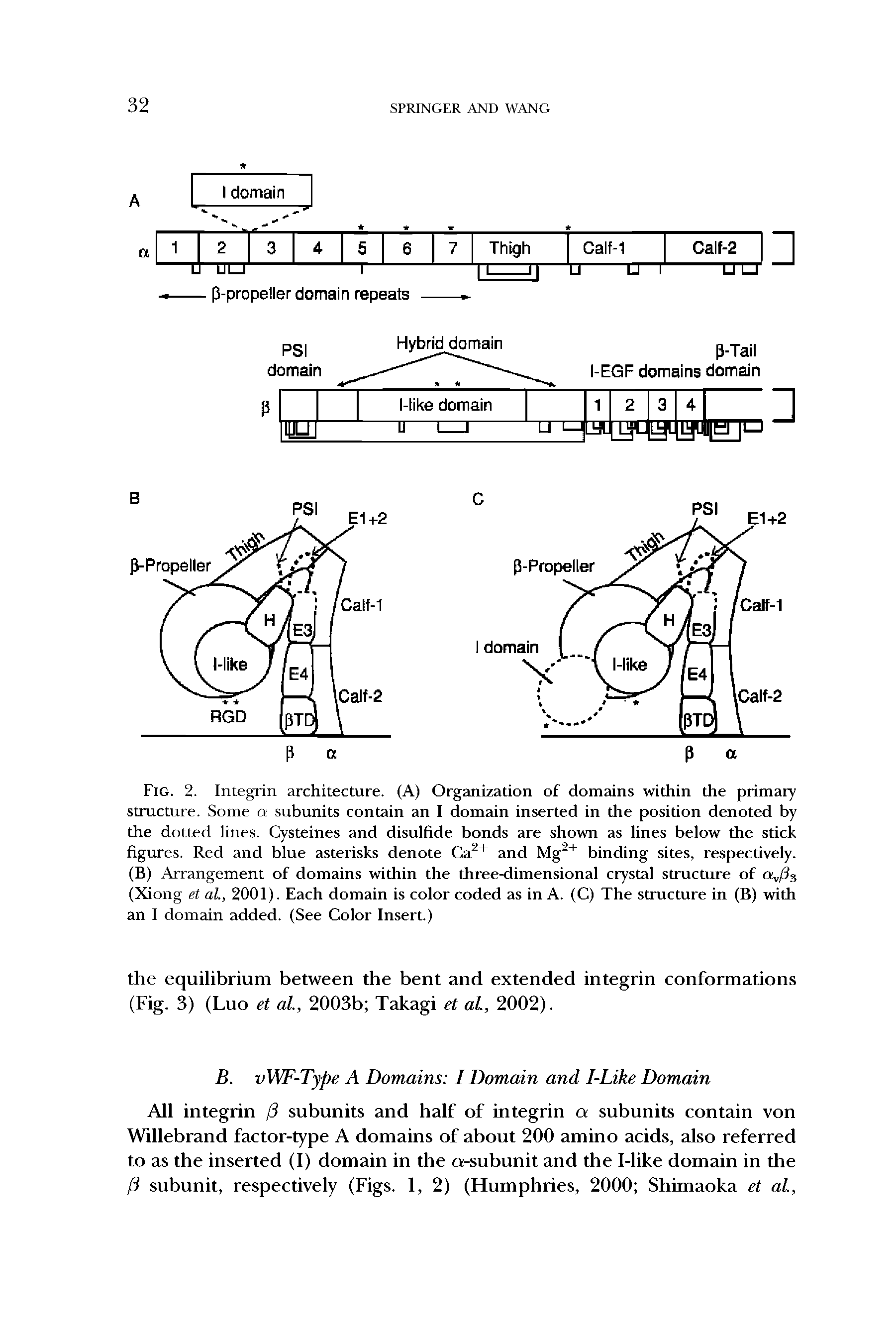 Fig. 2. Integrin architecture. (A) Organization of domains within the primary structure. Some a subunits contain an I domain inserted in the position denoted by the dotted lines. Cysteines and disulfide bonds are shown as lines below the stick figures. Red and blue asterisks denote and Mg " " binding sites, respectively.