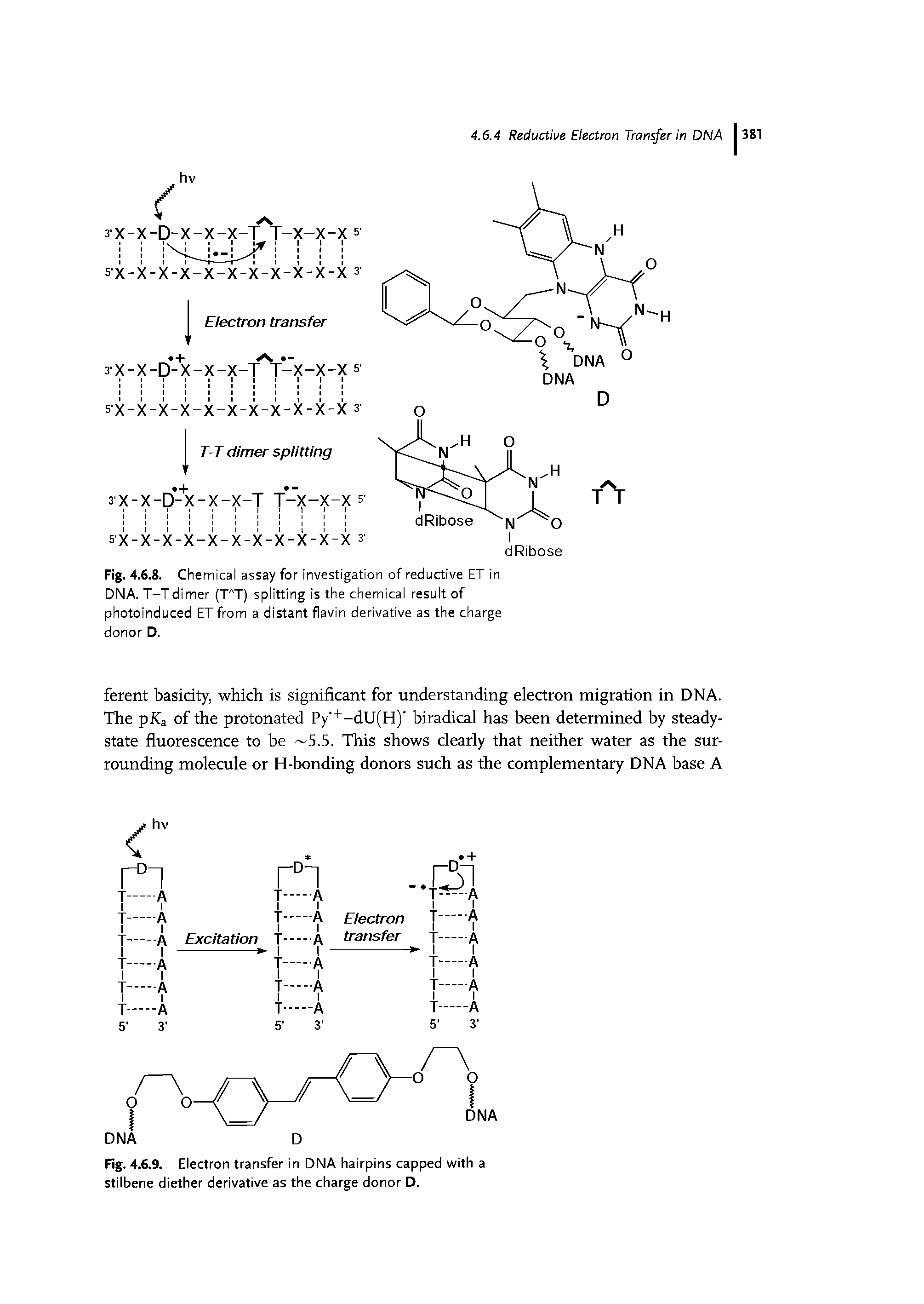 Fig. 4.6.8. Chemical assay for investigation of reductive ET in DNA. T-T dimer (TAT) splitting is the chemical result of photoinduced ET from a distant flavin derivative as the charge donor D.