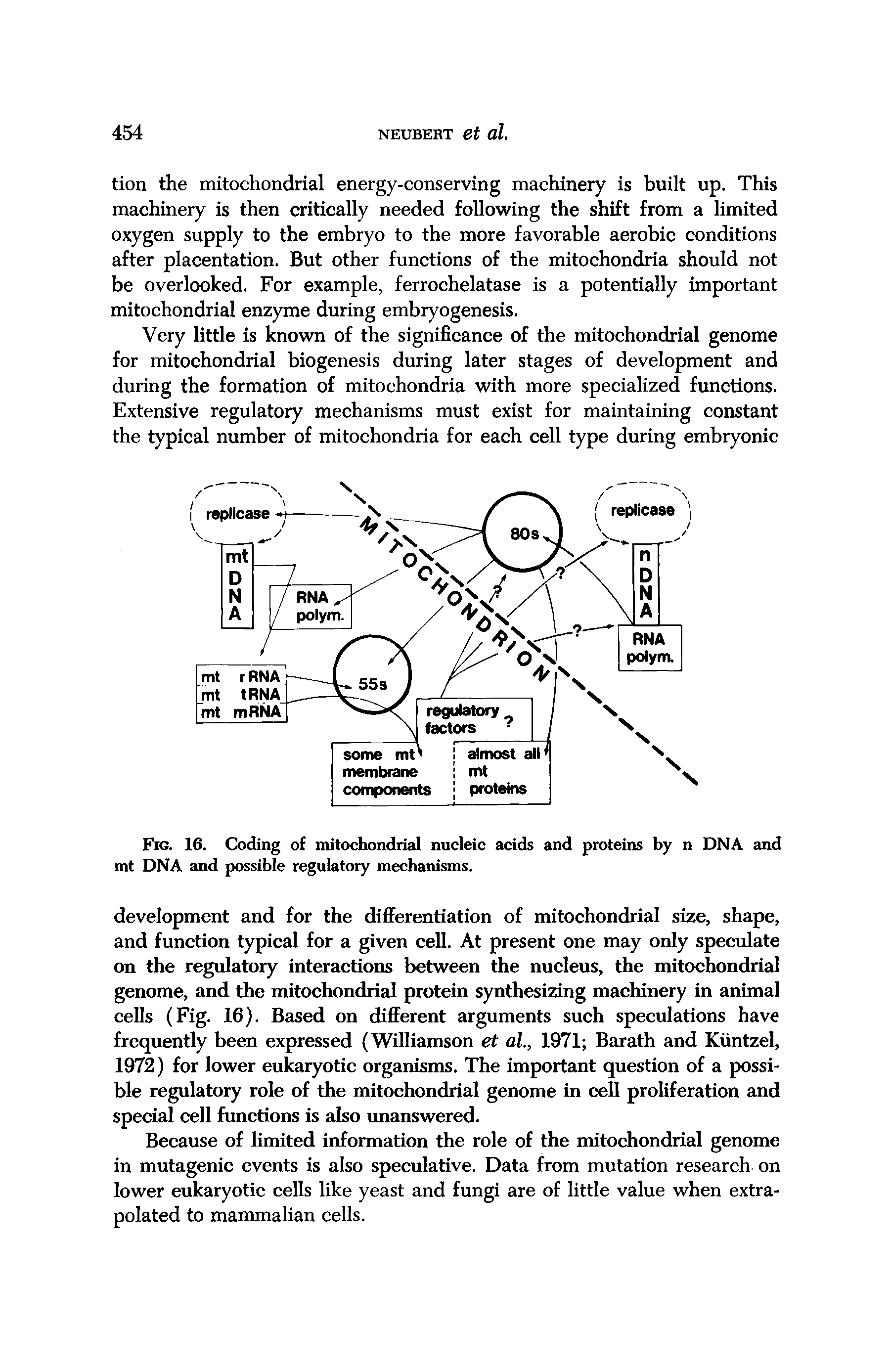 Fig. 16. Coding of mitochondrial nucleic acids and proteins by n DNA and mt DNA and possible regulatory mechanisms.