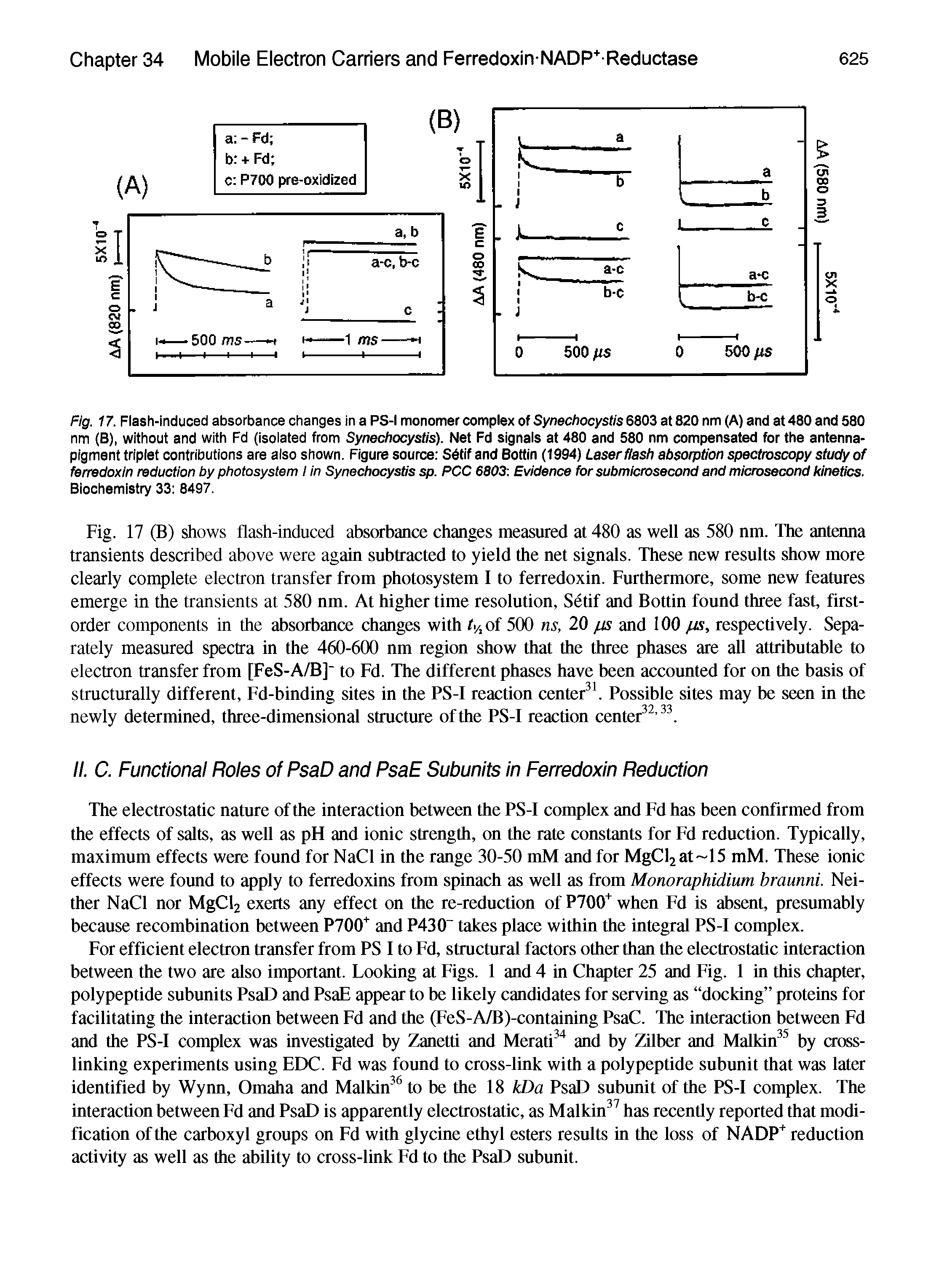 Fig. 17 (B) shows flash-induced absorbance changes measured at 480 as well as 580 nm. The anteima transients described above were again subtracted to yield the net signals. These new results show more clearly complete electron transfer from photosystem I to ferredoxin. Furthermore, some new features emerge in the transients at 580 nm. At higher time resolution, Setif and Bottin found three fast, first-order components in the absorbance changes with ty, of 500 ns, 20 jus and 100 jus, respectively. Separately measured spectra in the 460-600 nm region show that the three phases are all attributable to electron transfer from [FeS-A/B] to Fd. The different phases have been accounted for on the basis of structurally different, Fd-binding sites in the PS-I reaction center Possible sites may be seen in the newly determined, three-dimensional structure of the PS-I reaction center . ...