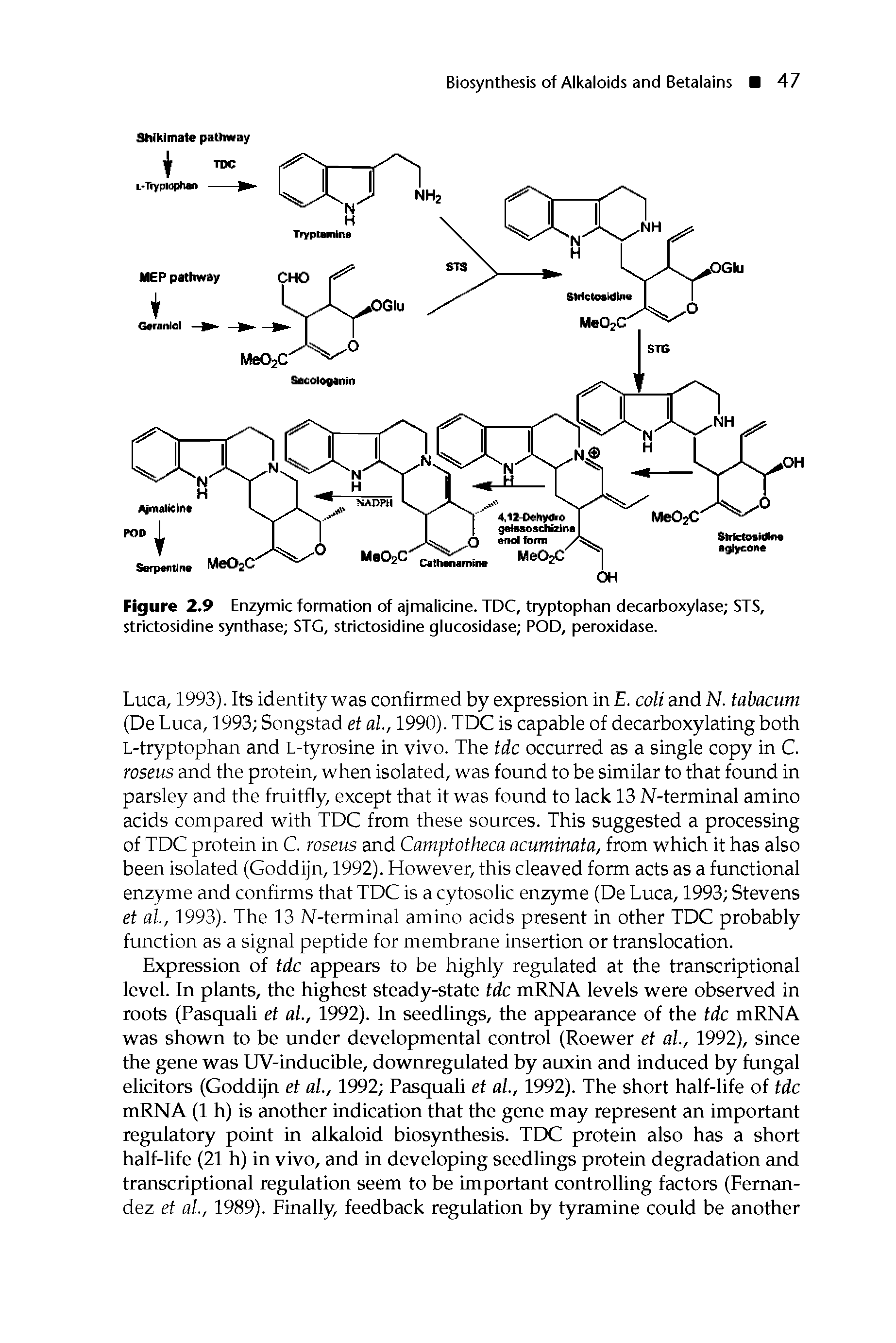 Figure 2.9 Enzymic formation of ajmalicine. TDC, tryptophan decarboxylase STS, strictosidine synthase STG, strictosidine glucosidase POD, peroxidase.