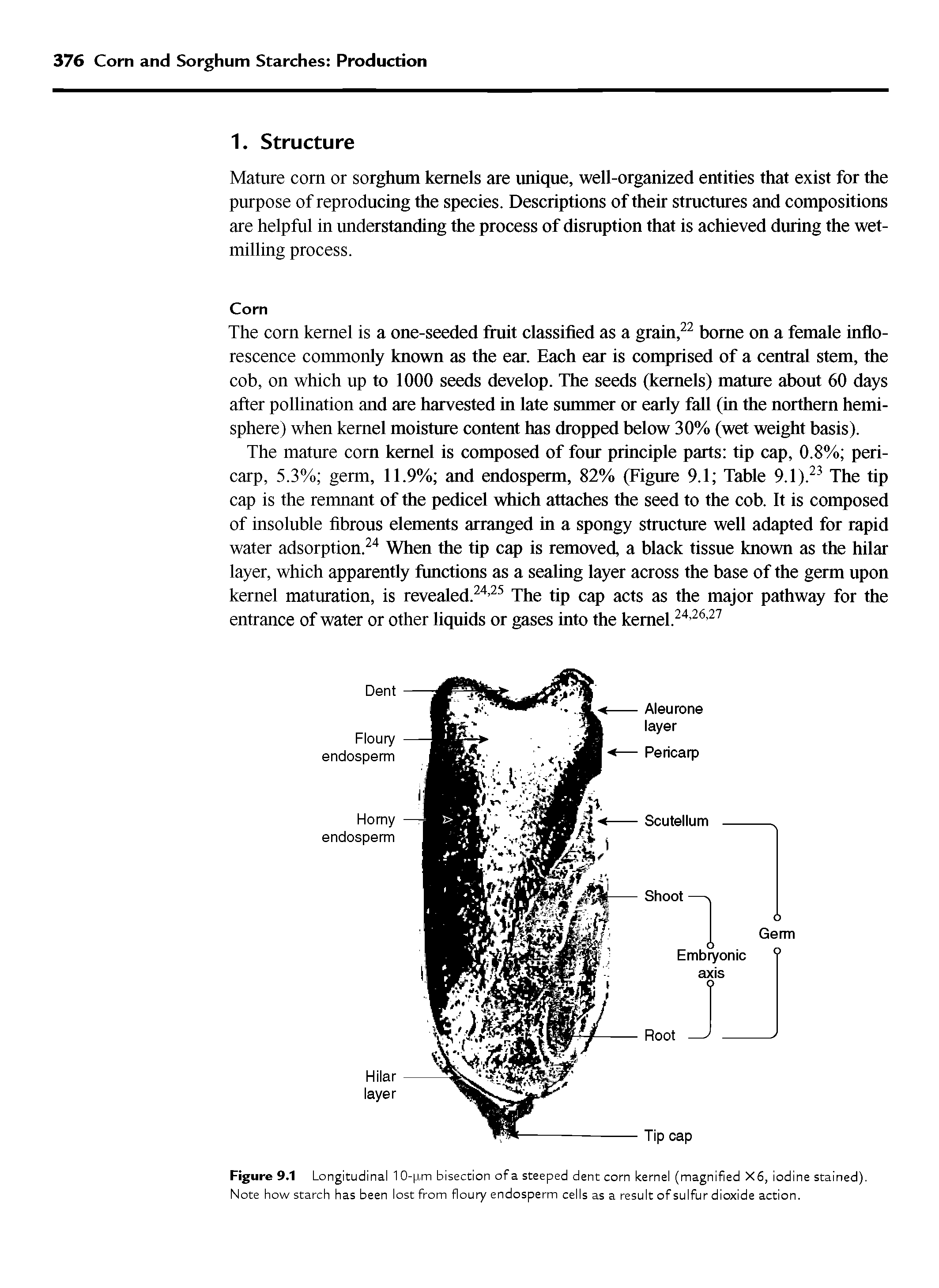 Figure 9.1 Longitudinal 10-pm bisection ofa steeped dent com kernel (magnified X6, iodine stained). Note how starch has been lost from floury endosperm cells as a result of sulfur dioxide action.