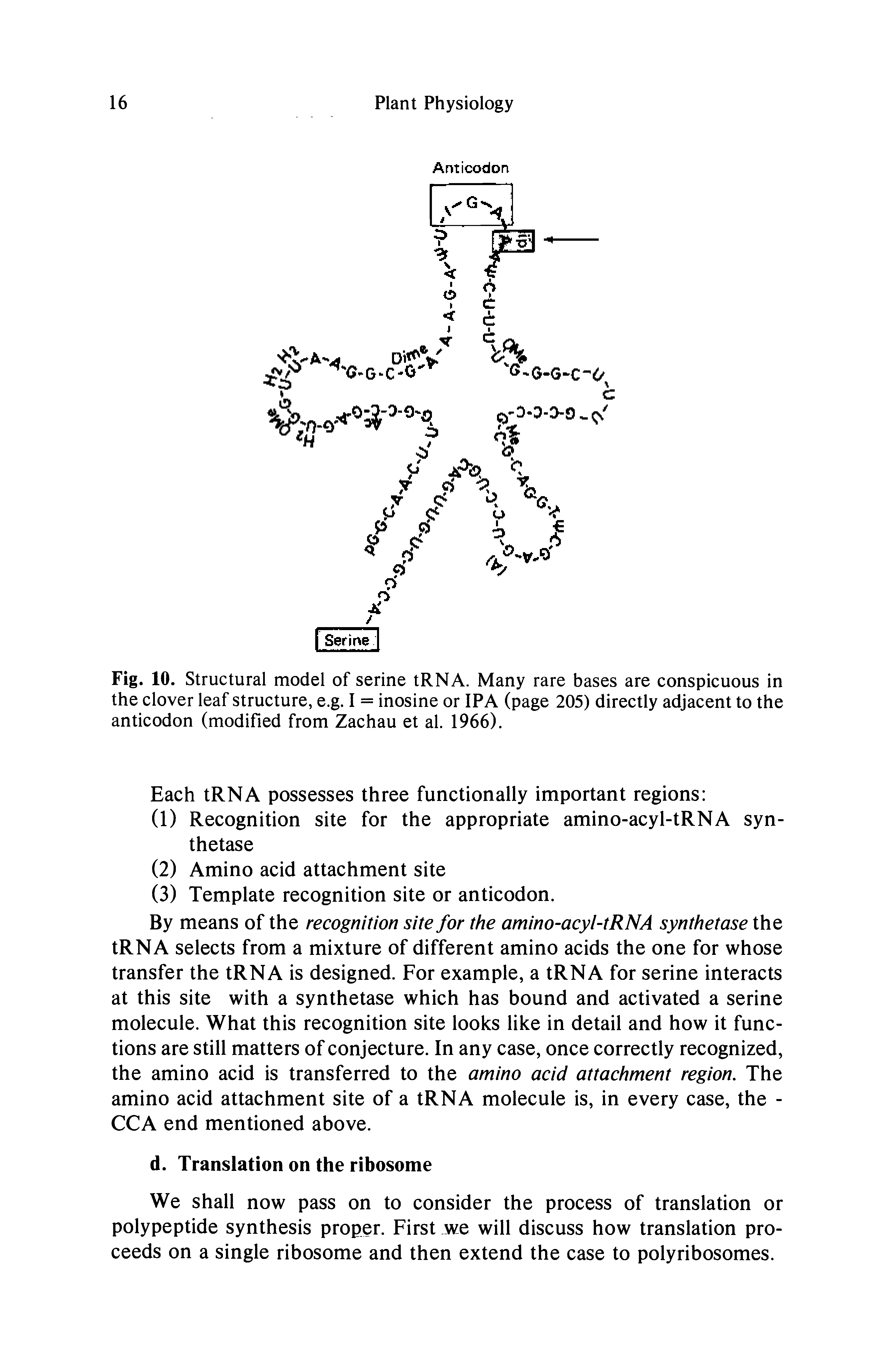 Fig. 10. Structural model of serine tRNA. Many rare bases are conspicuous in the clover leaf structure, e.g. I = inosine or IPA (page 205) directly adjacent to the anticodon (modified from Zachau et al. 1966).