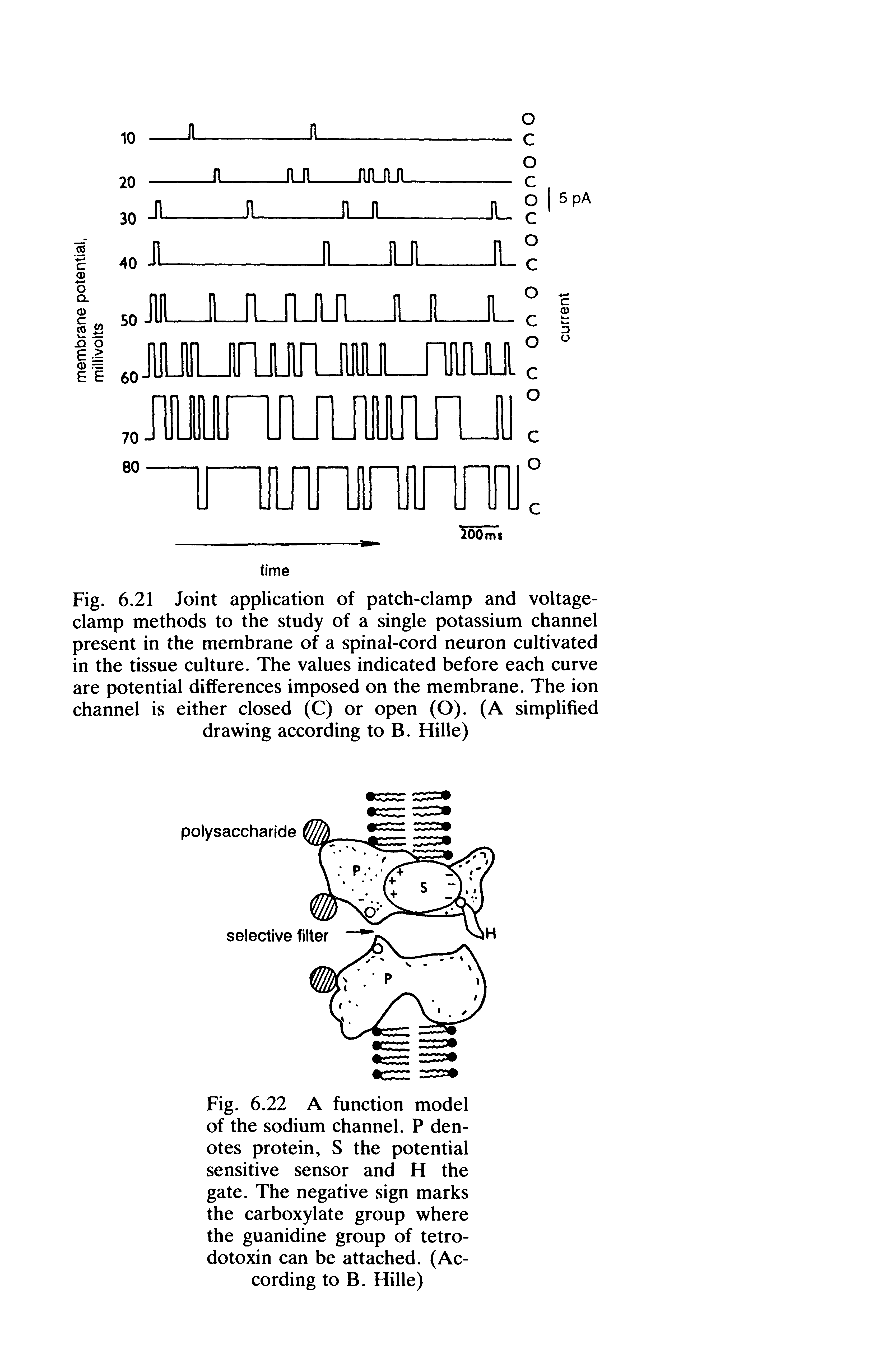 Fig. 6.21 Joint application of patch-clamp and voltage-clamp methods to the study of a single potassium channel present in the membrane of a spinal-cord neuron cultivated in the tissue culture. The values indicated before each curve are potential differences imposed on the membrane. The ion channel is either closed (C) or open (O). (A simplified drawing according to B. Hille)...