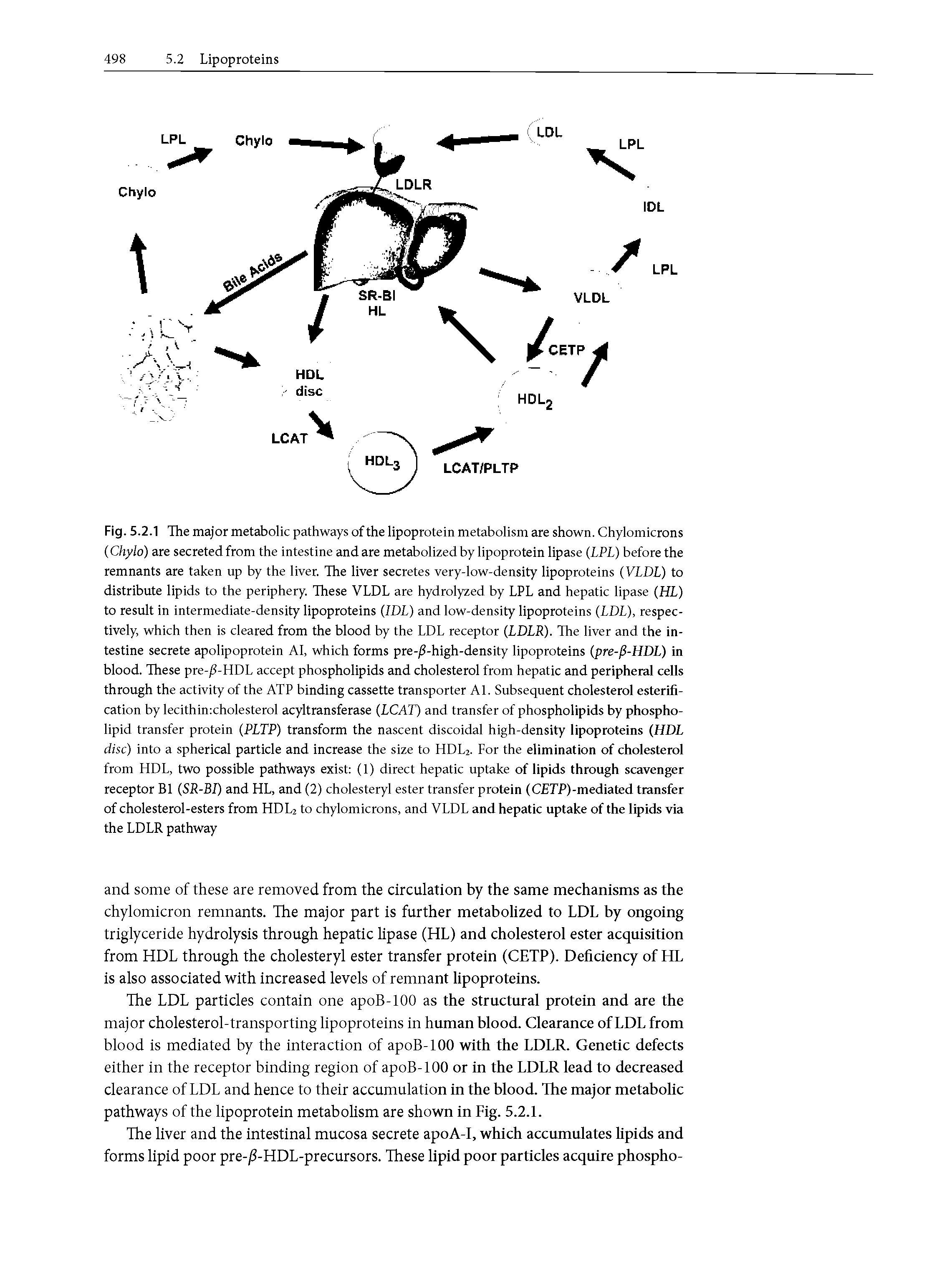 Fig. 5.2.1 The major metabolic pathways of the lipoprotein metabolism are shown. Chylomicrons (Chylo) are secreted from the intestine and are metabolized by lipoprotein lipase (LPL) before the remnants are taken up by the liver. The liver secretes very-low-density lipoproteins (VLDL) to distribute lipids to the periphery. These VLDL are hydrolyzed by LPL and hepatic lipase (HL) to result in intermediate-density lipoproteins (IDL) and low-density lipoproteins (LDL), respectively, which then is cleared from the blood by the LDL receptor (LDLR). The liver and the intestine secrete apolipoprotein AI, which forms pre-jS-high-density lipoproteins (pre-jl-HDL) in blood. These pre-/ -HDL accept phospholipids and cholesterol from hepatic and peripheral cells through the activity of the ATP binding cassette transporter Al. Subsequent cholesterol esterification by lecithinxholesterol acyltransferase (LCAT) and transfer of phospholipids by phospholipid transfer protein (PLTP) transform the nascent discoidal high-density lipoproteins (HDL disc) into a spherical particle and increase the size to HDL2. For the elimination of cholesterol from HDL, two possible pathways exist (1) direct hepatic uptake of lipids through scavenger receptor B1 (SR-BI) and HL, and (2) cholesteryl ester transfer protein (CfiTP)-mediated transfer of cholesterol-esters from HDL2 to chylomicrons, and VLDL and hepatic uptake of the lipids via the LDLR pathway...