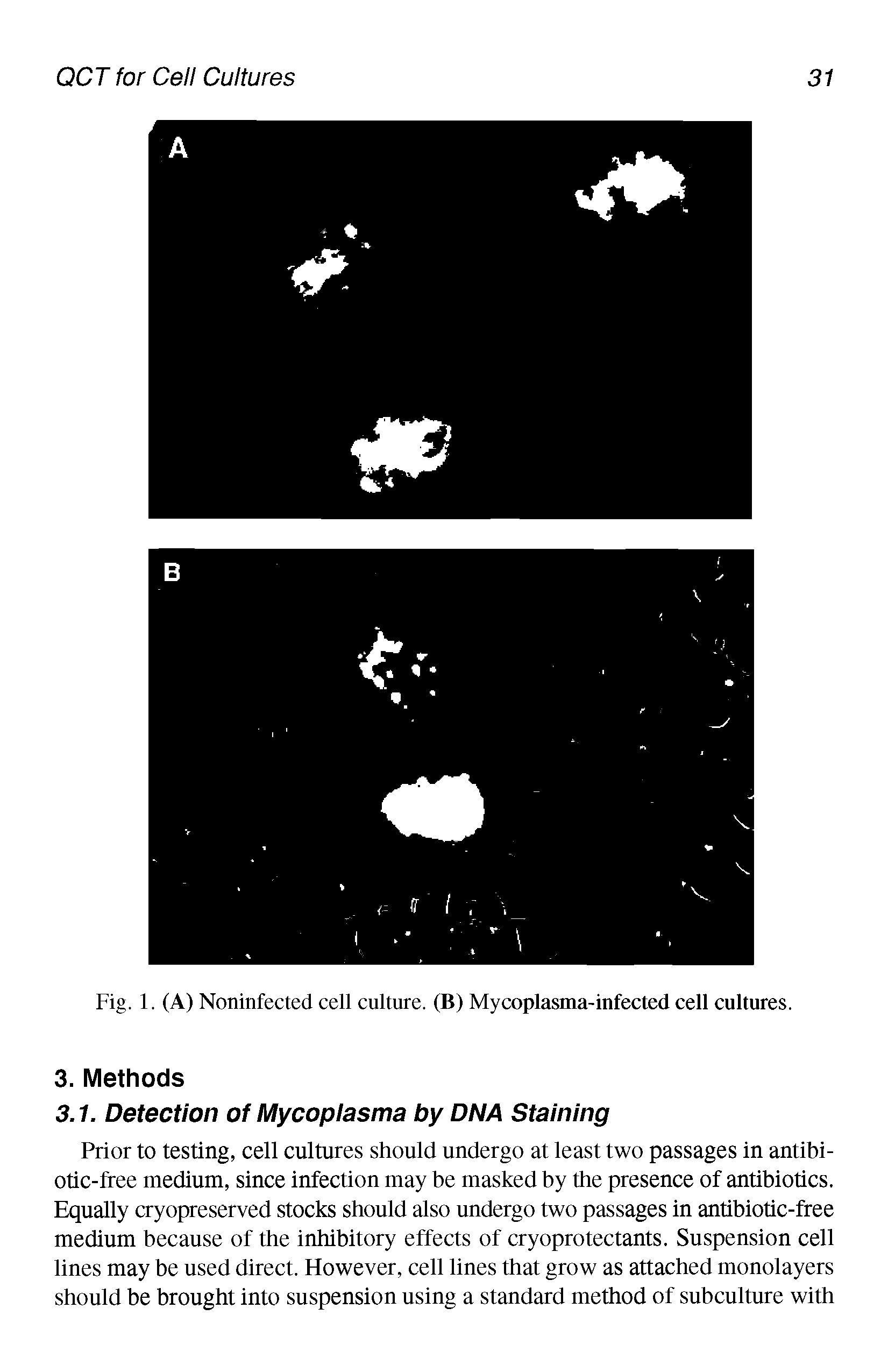 Fig. 1. (A) Noninfected cell culture. (B) Mycoplasma-infected cell cultures.